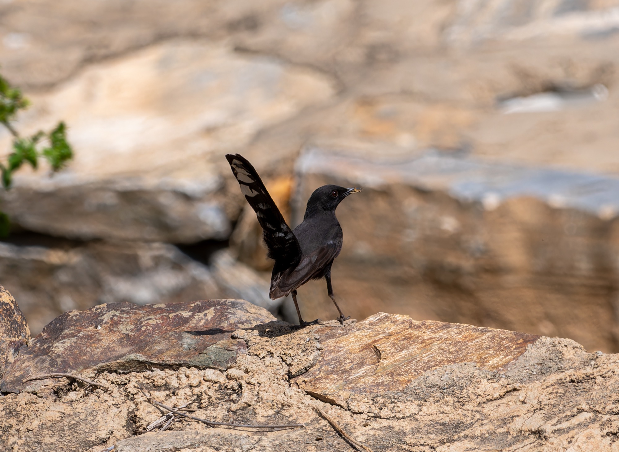 Black Scrub Robin