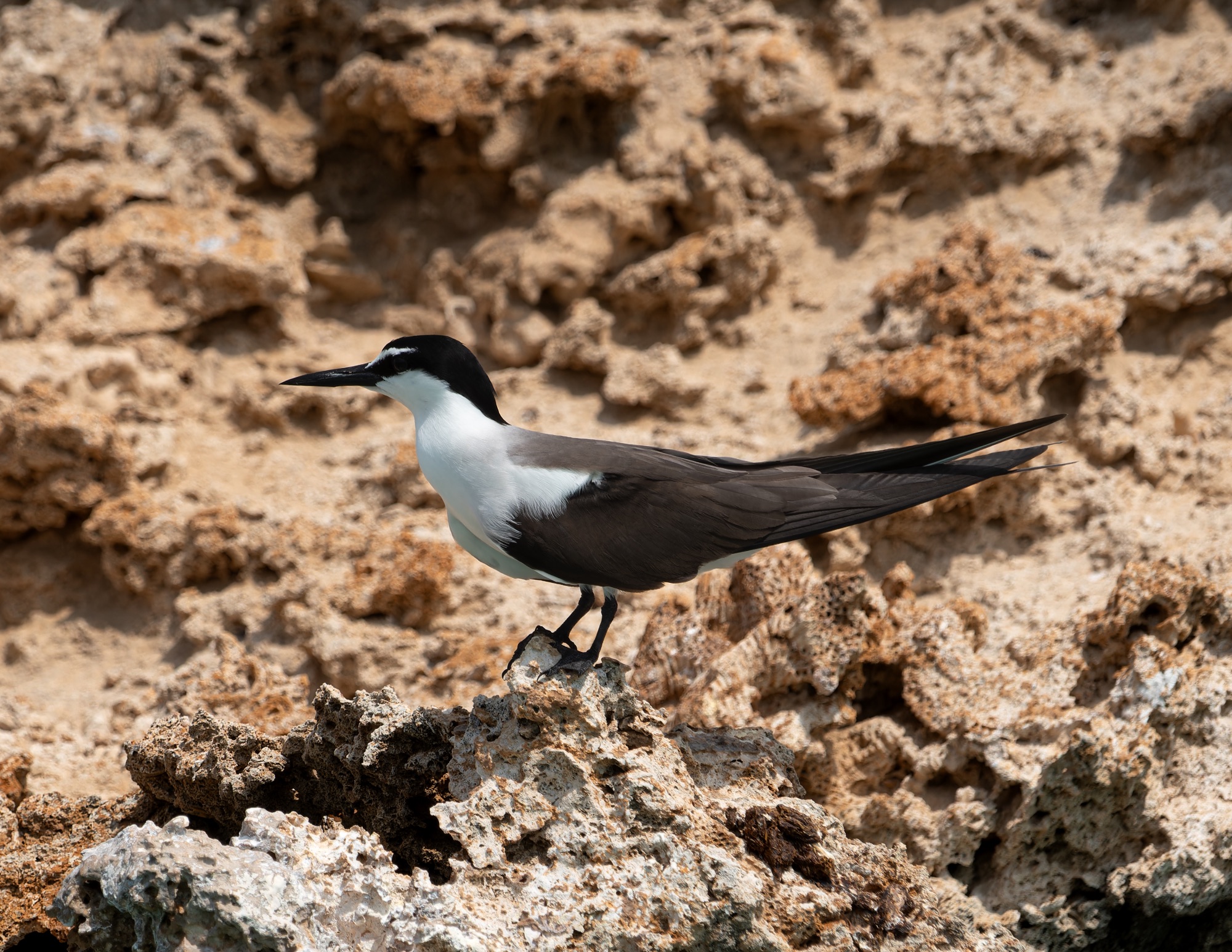 Bridled tern