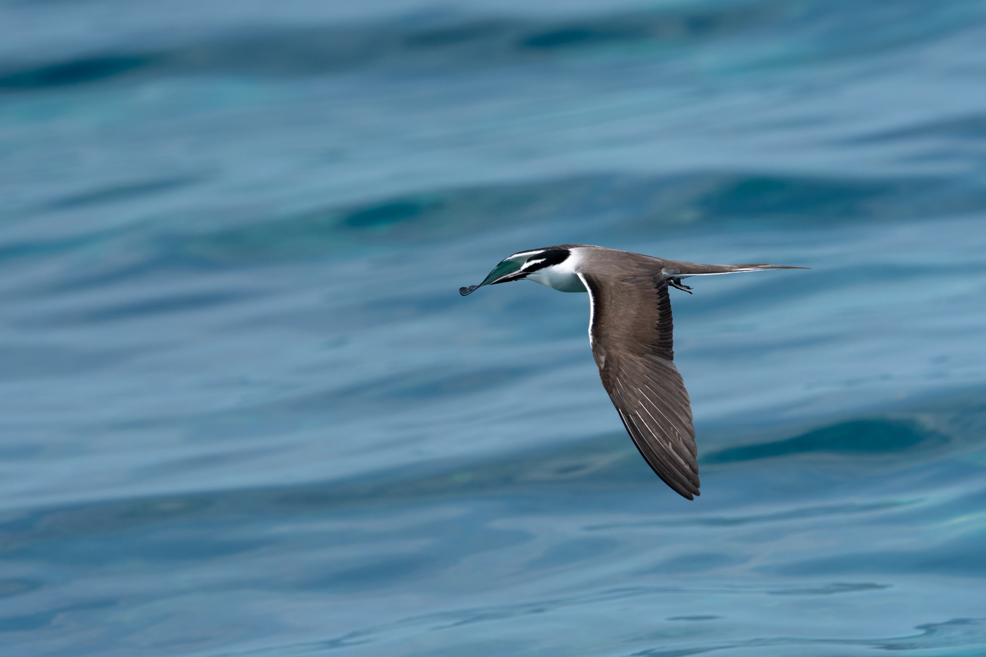 Bridled Tern