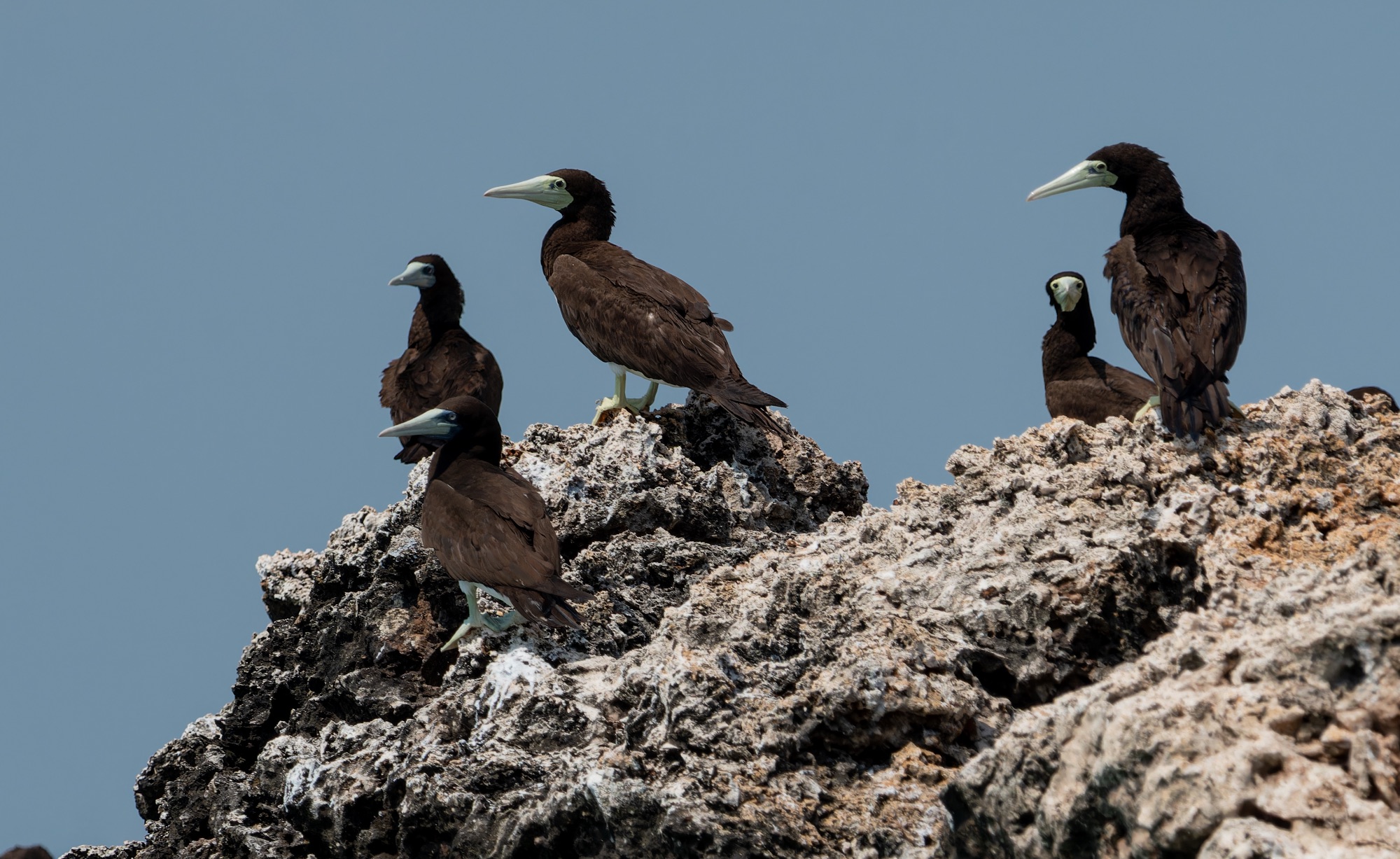 Brown Booby