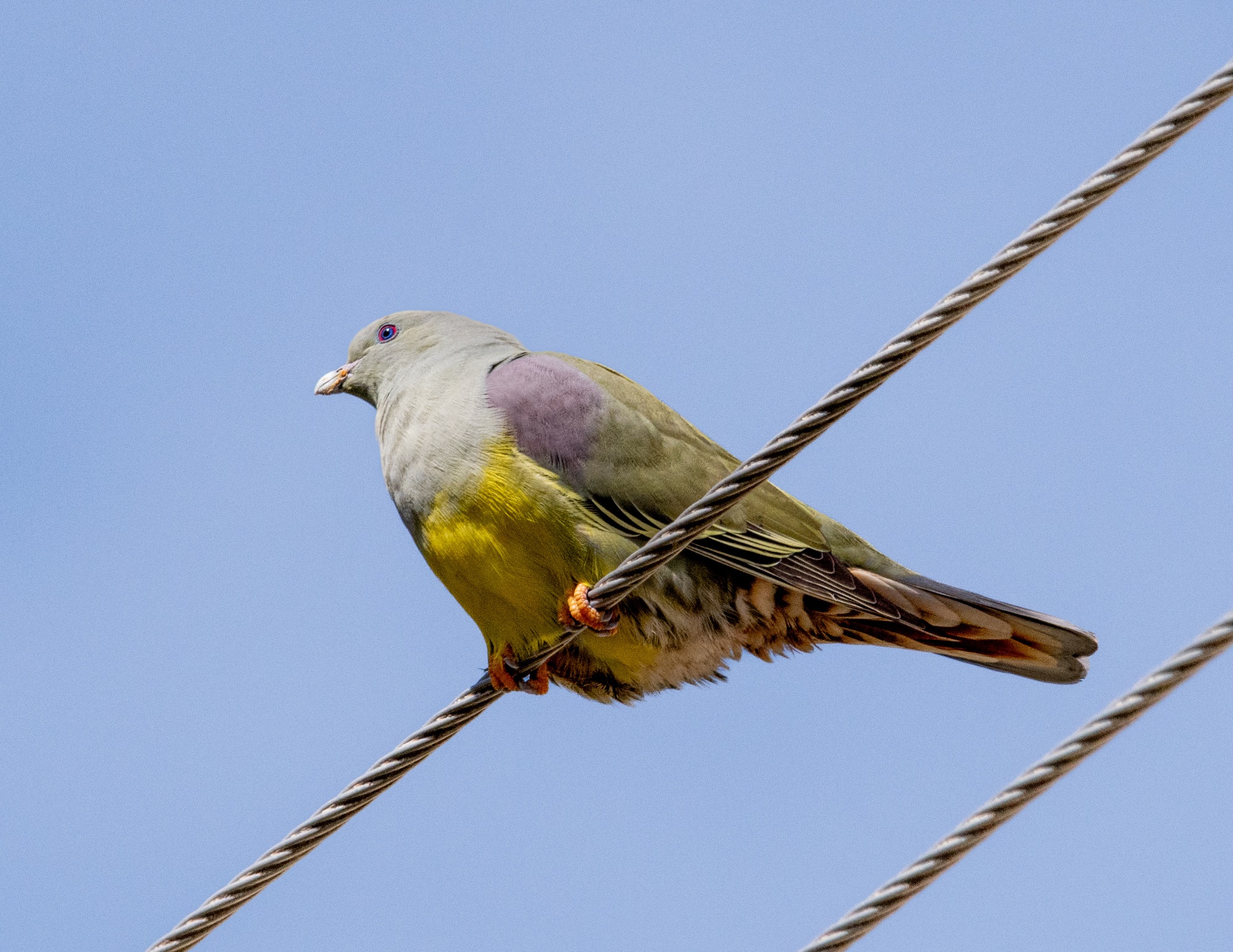 Bruce's Green Pigeon