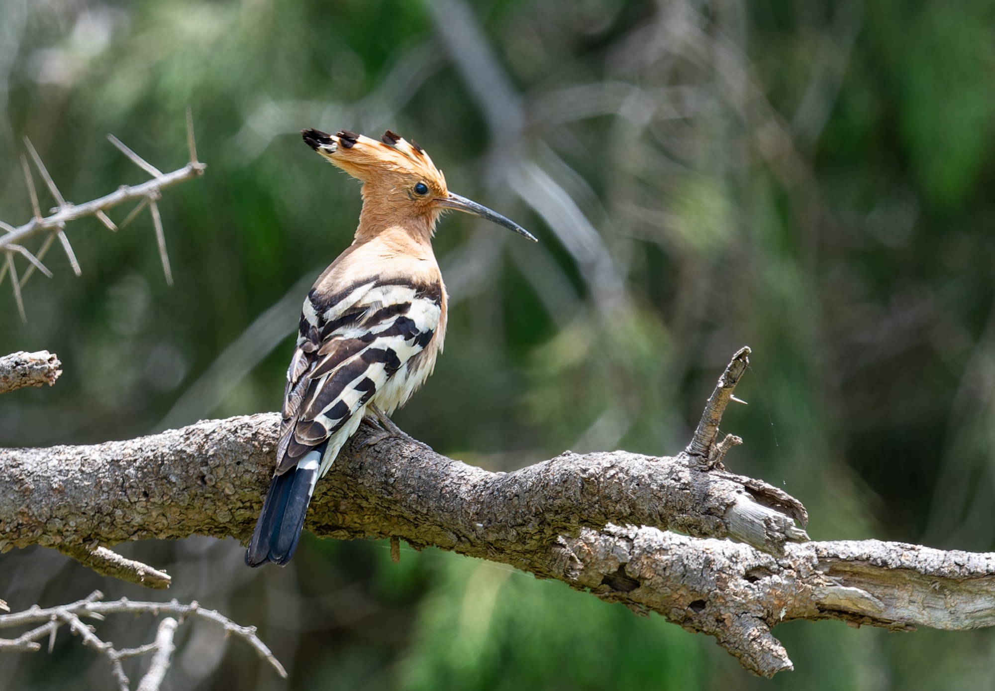 Eurasian Hoopoe