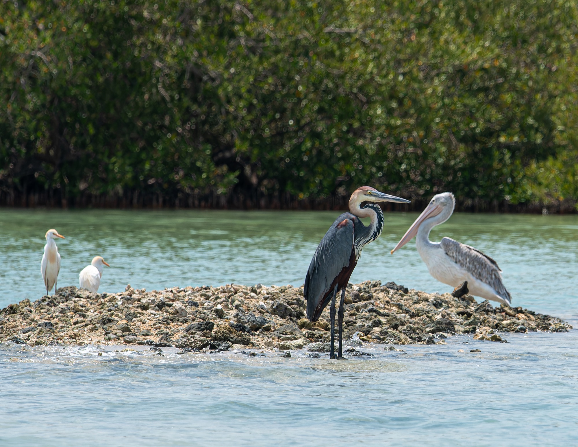                       Goliath Heron and Pink-backed Pelican