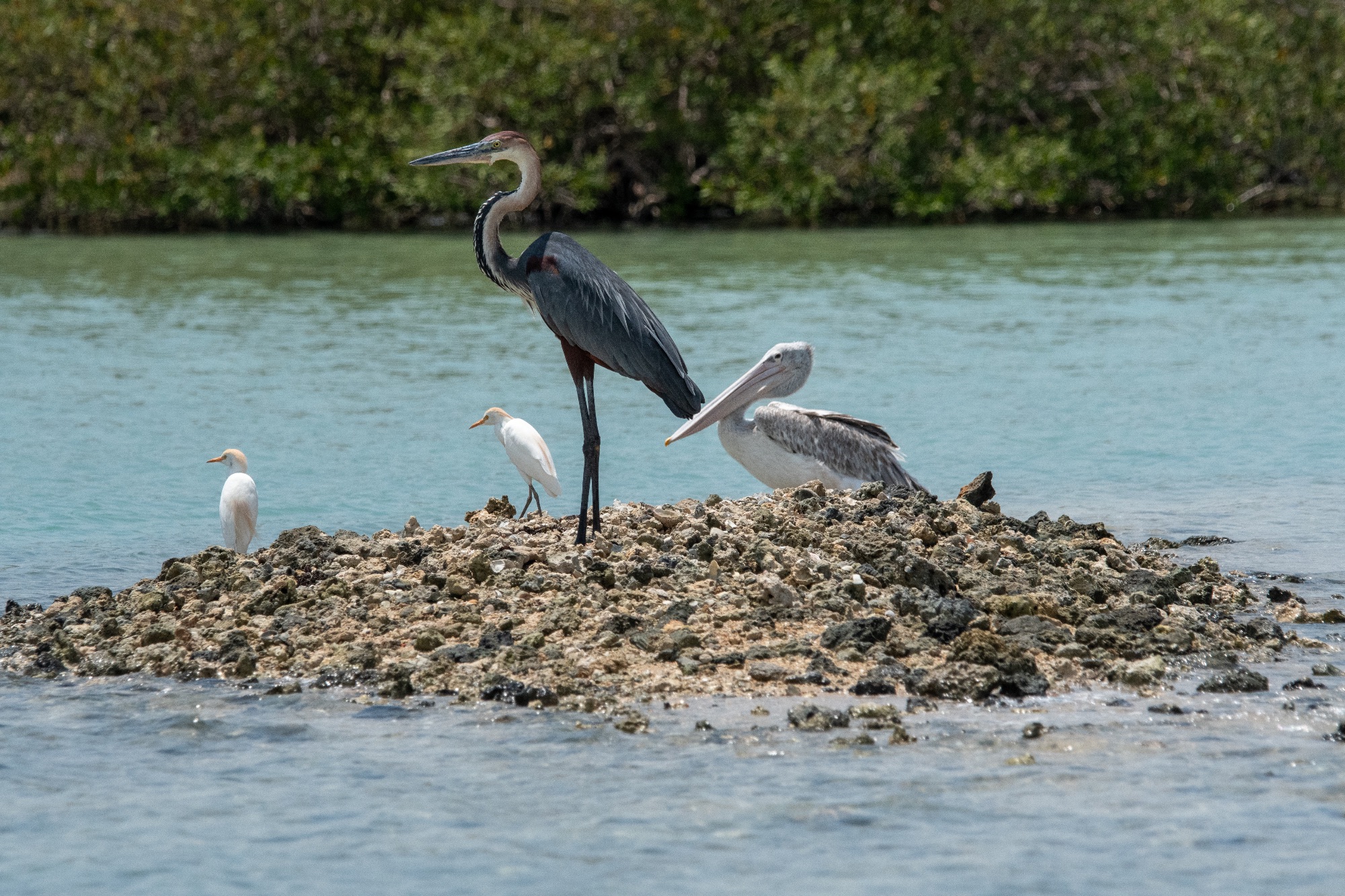 Goliath Heron