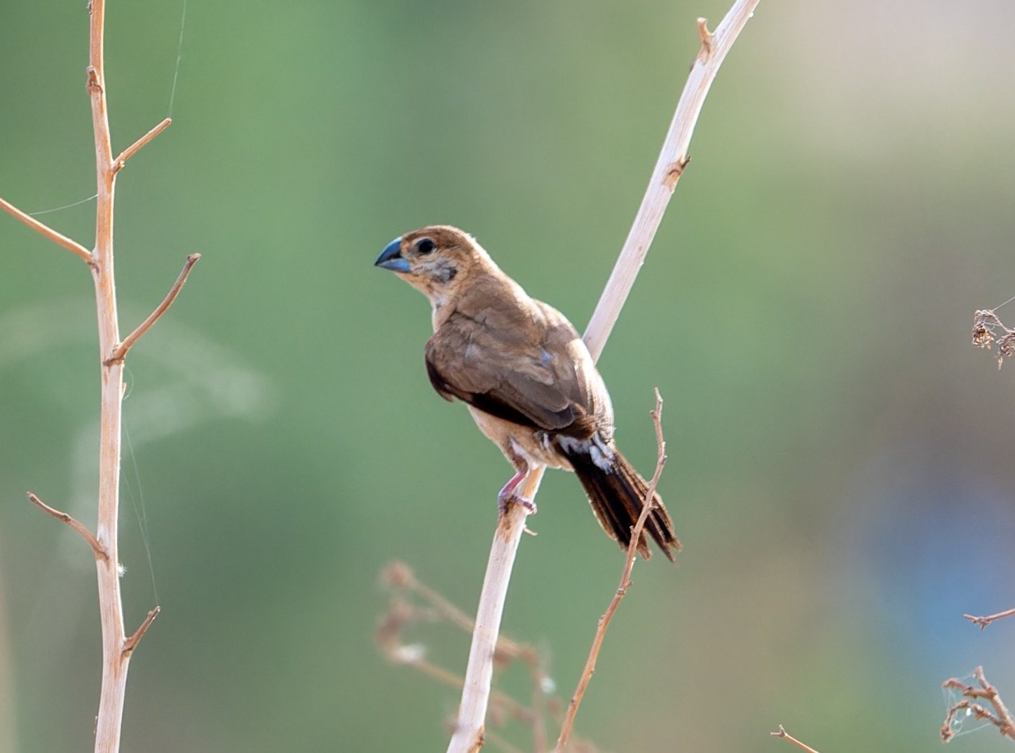 Indian Silverbill