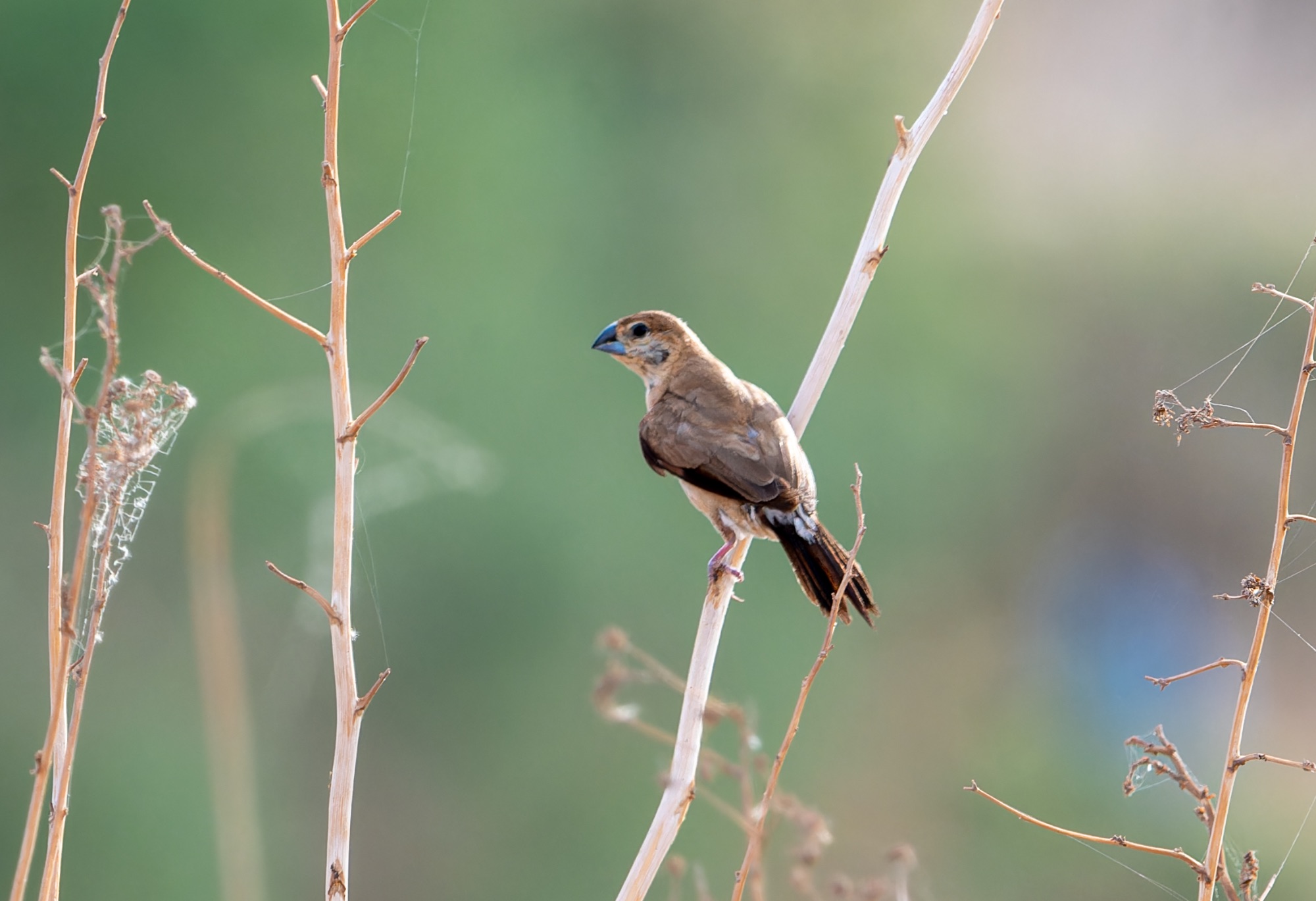 Indian Silverbill