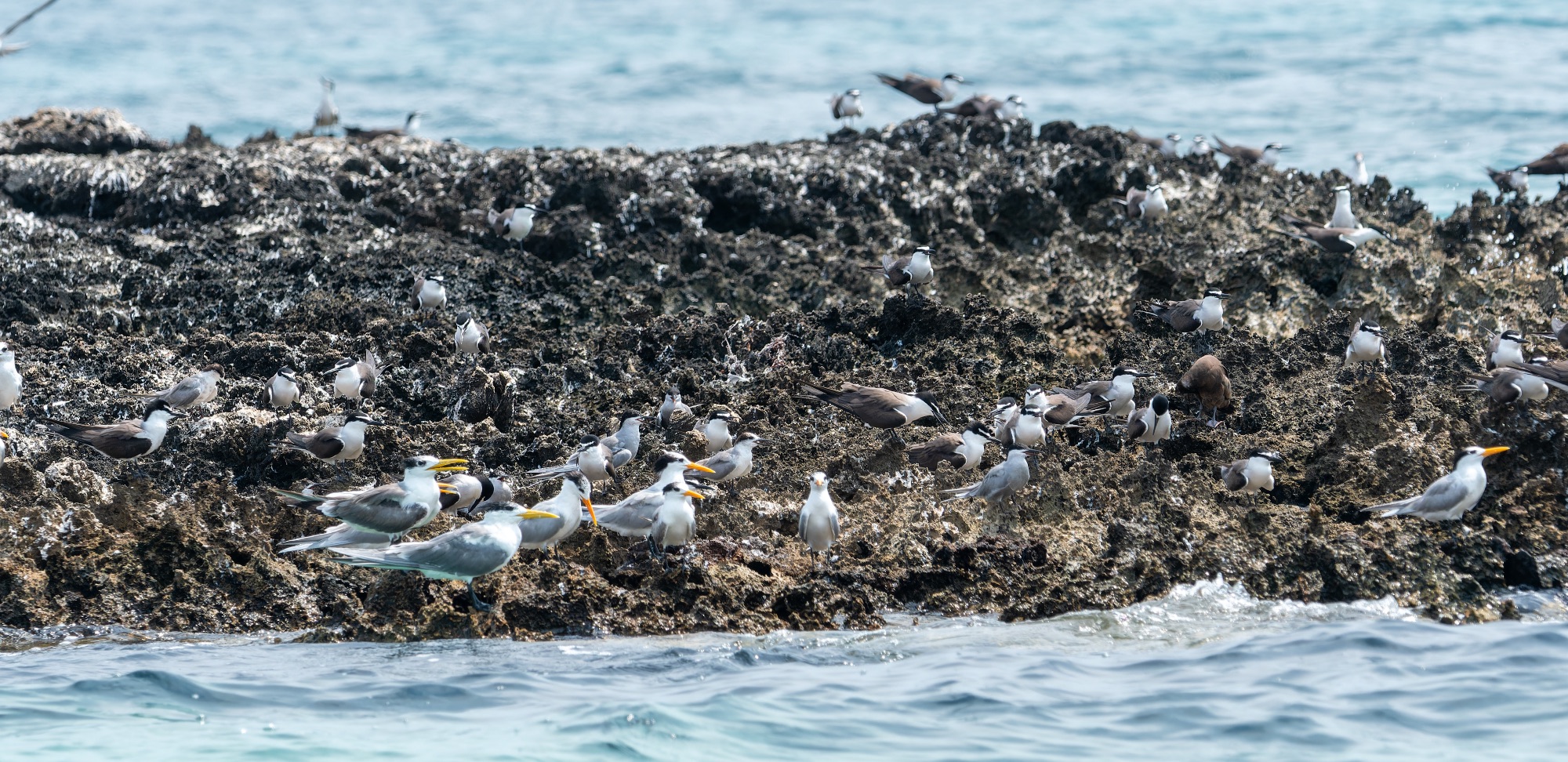 Terns on Farasan Islands