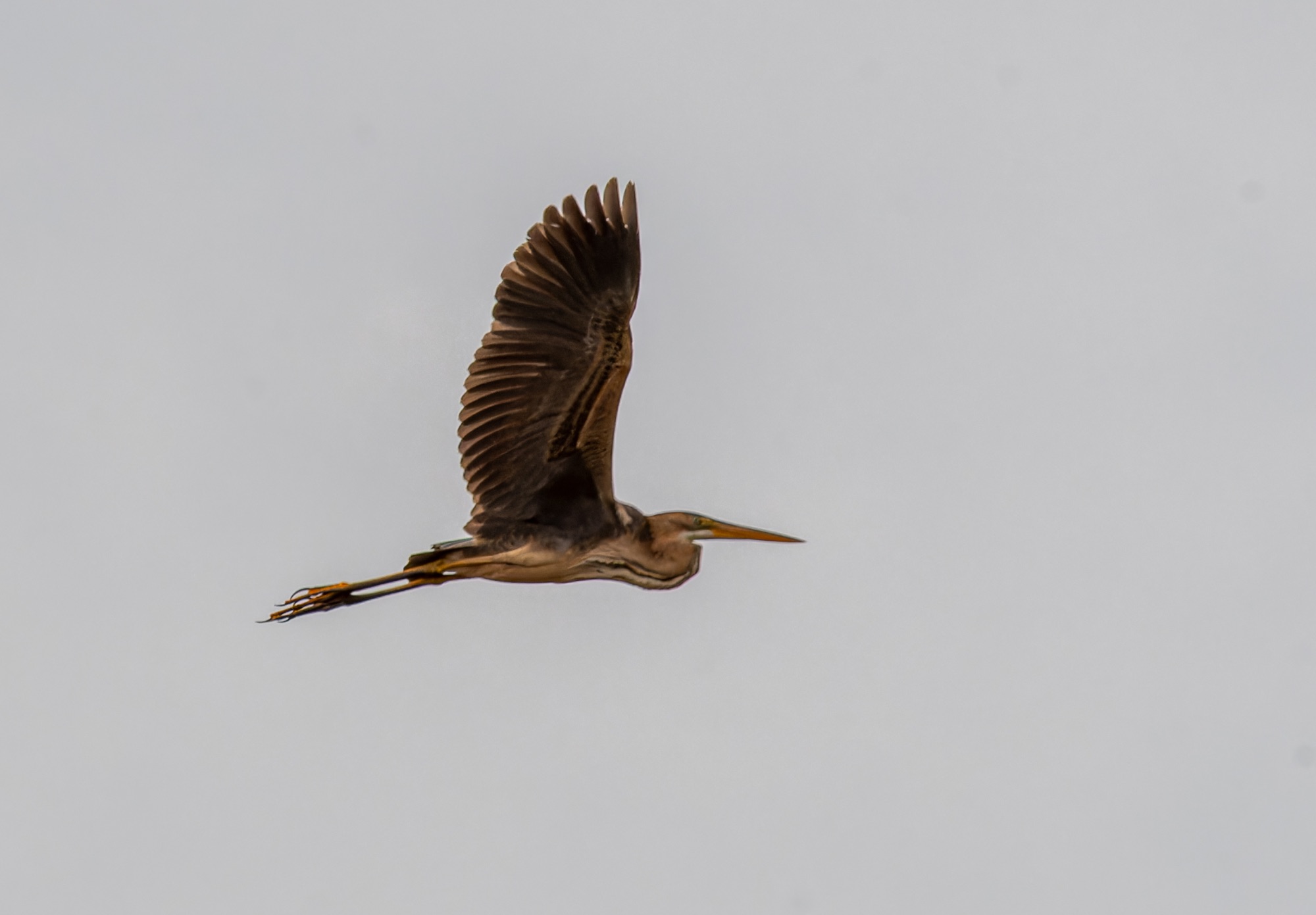 Purple heron