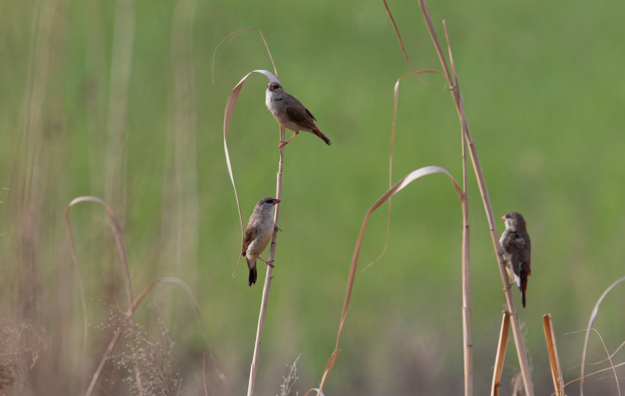 Red Avadavat