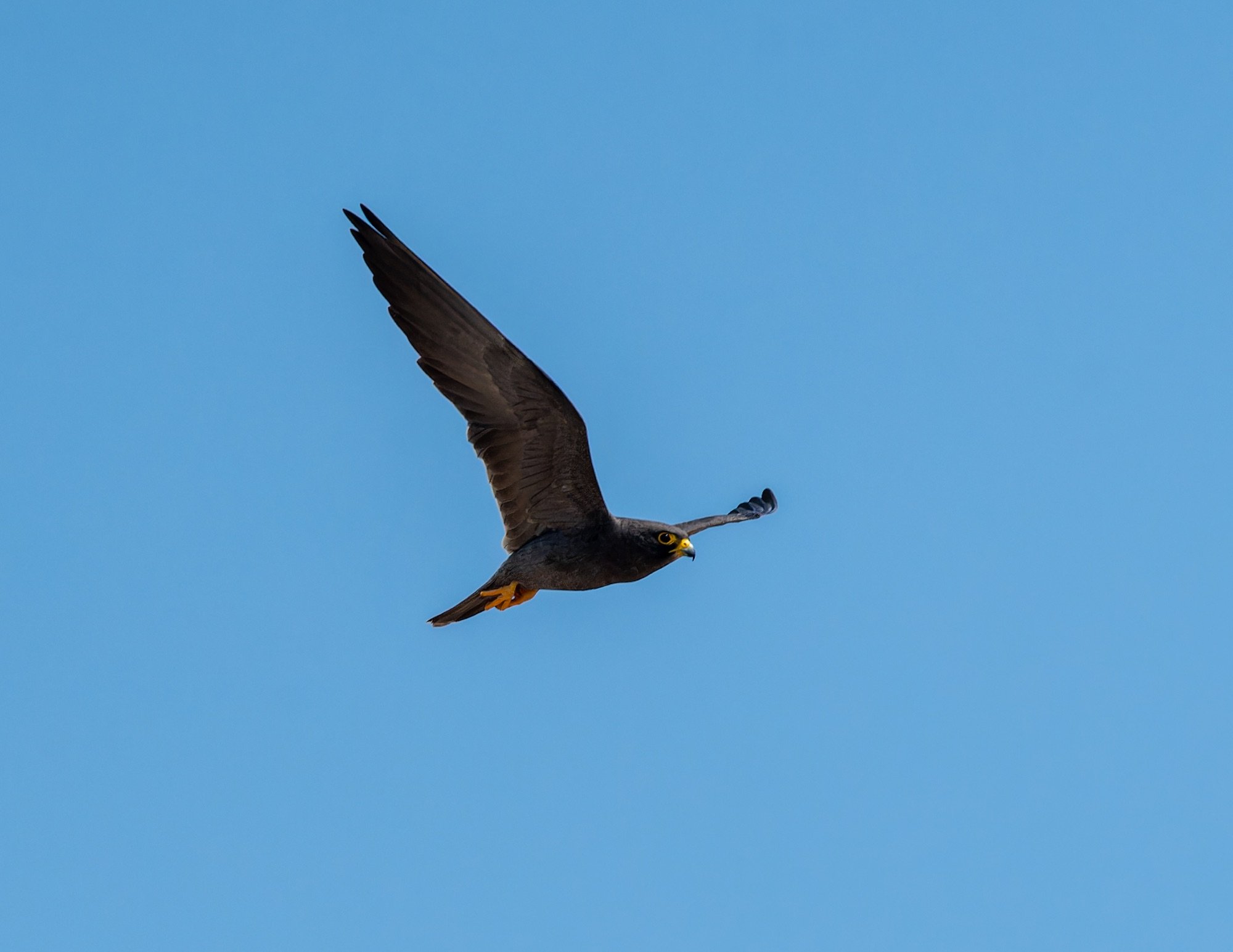 Sooty Falcon