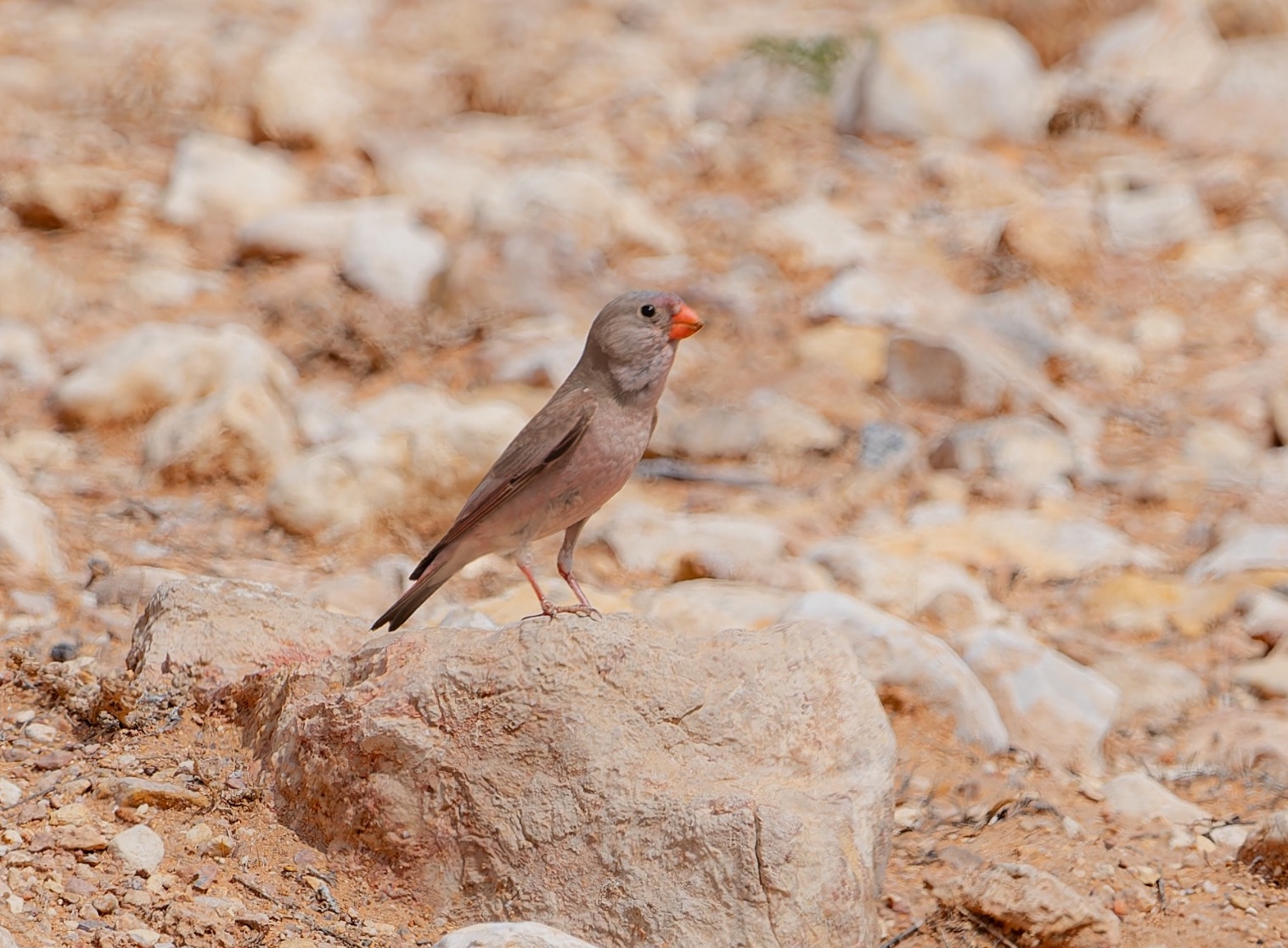 Trumpeter Finch