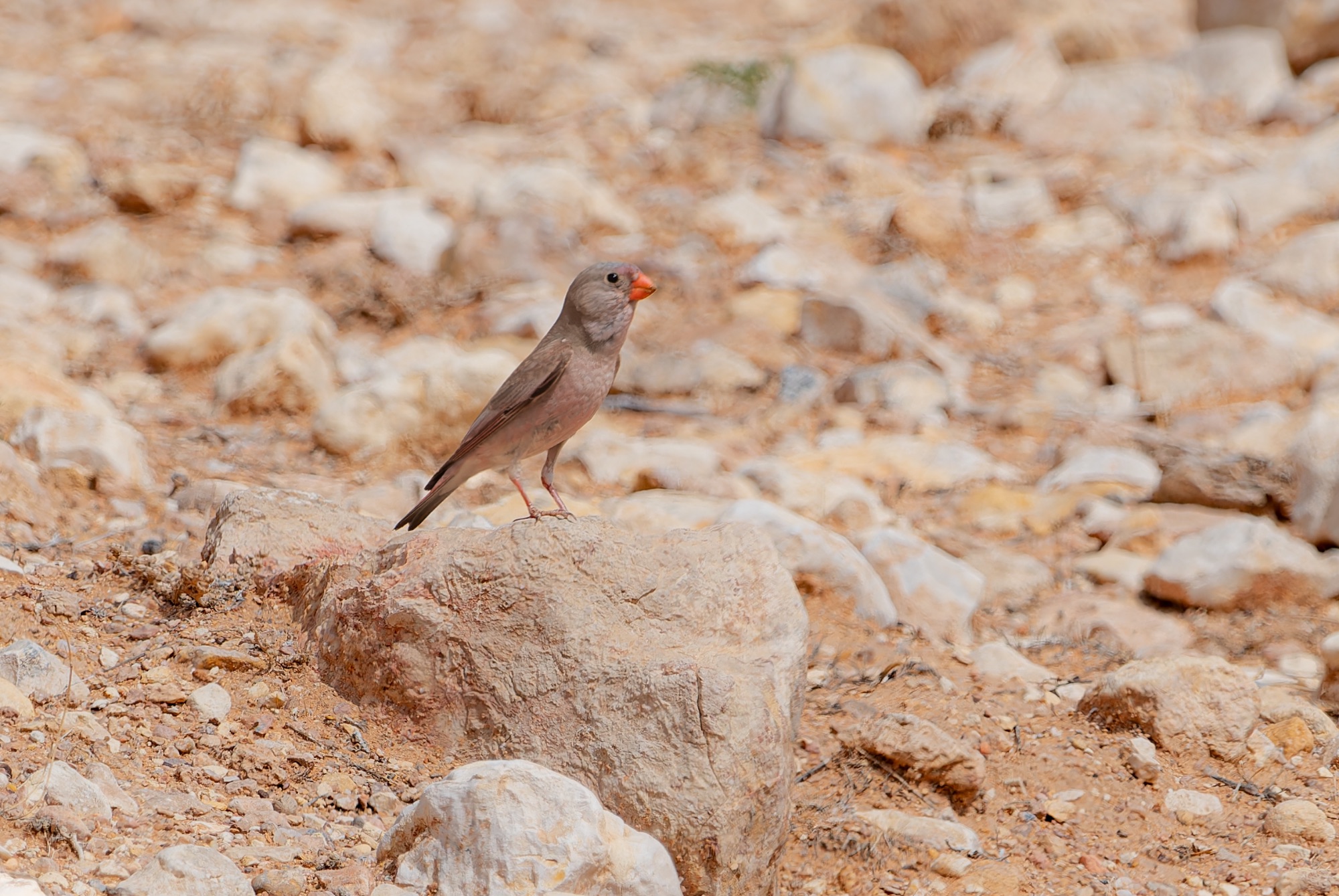 Trumpeter Finch