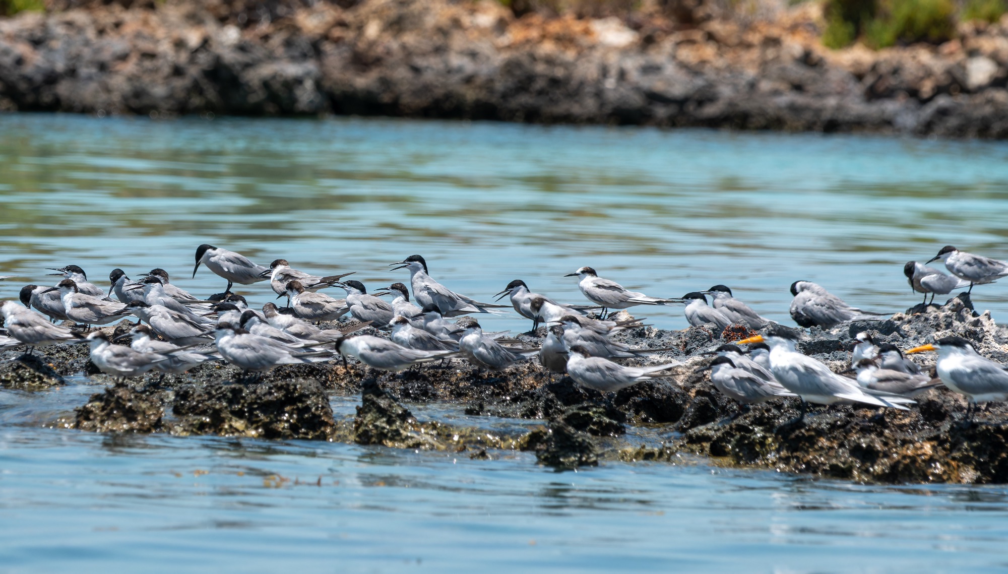 White-cheeked Terns