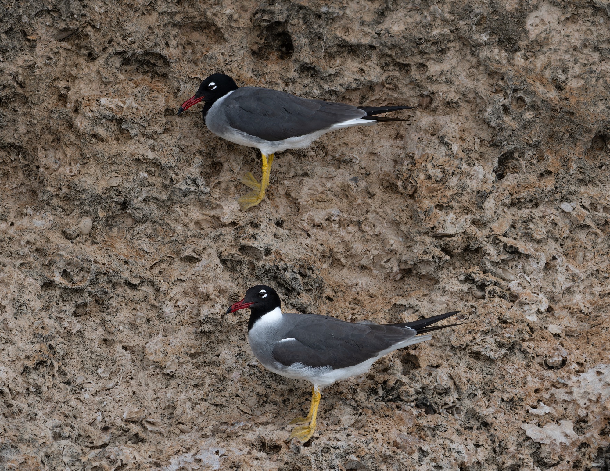 White-eyed Gull