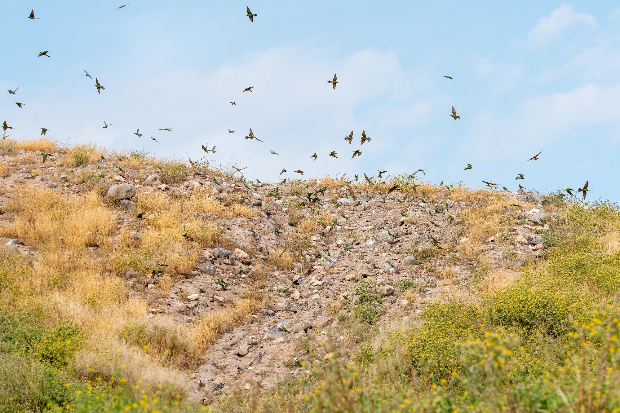 Blue-cheeked Bee-eater colony