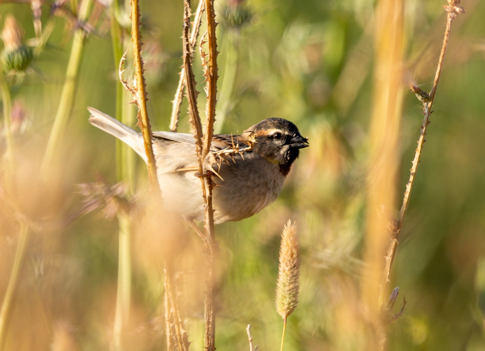 Dead Sea Sparrow