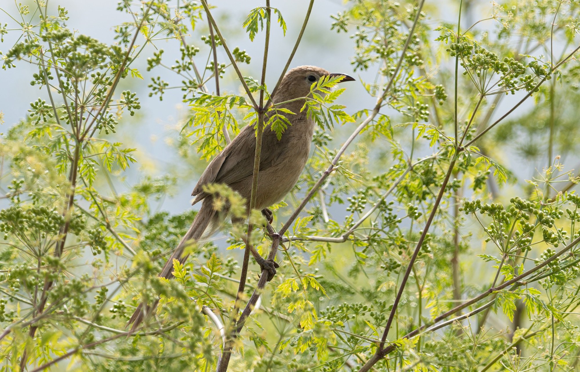 Iraq Babbler