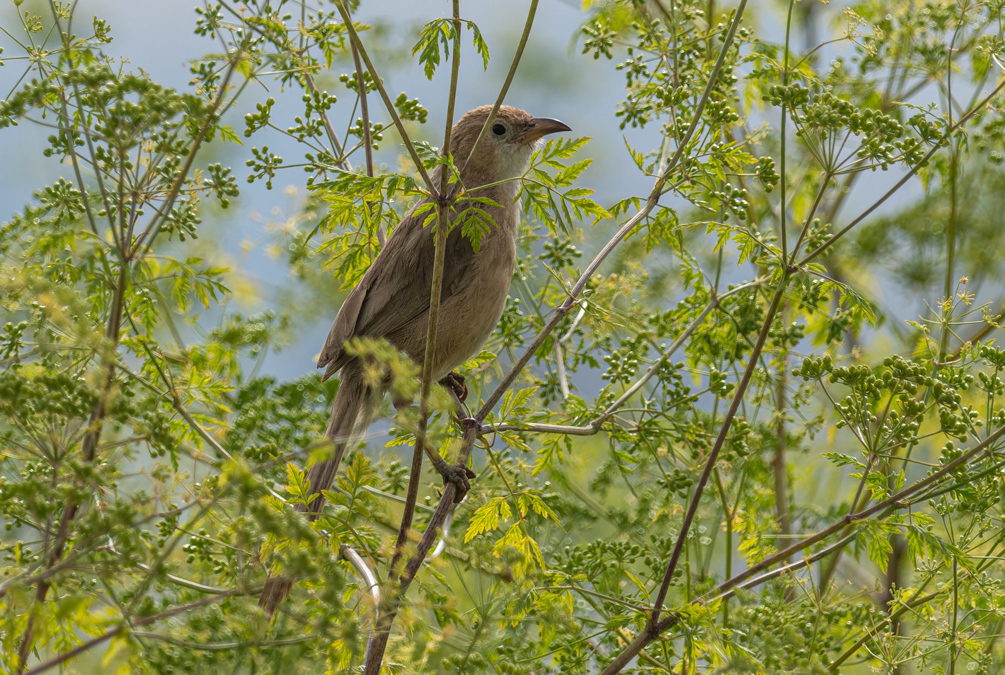 iraq babbler