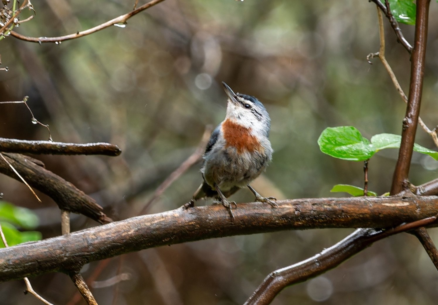 Kruper's Nuthatch