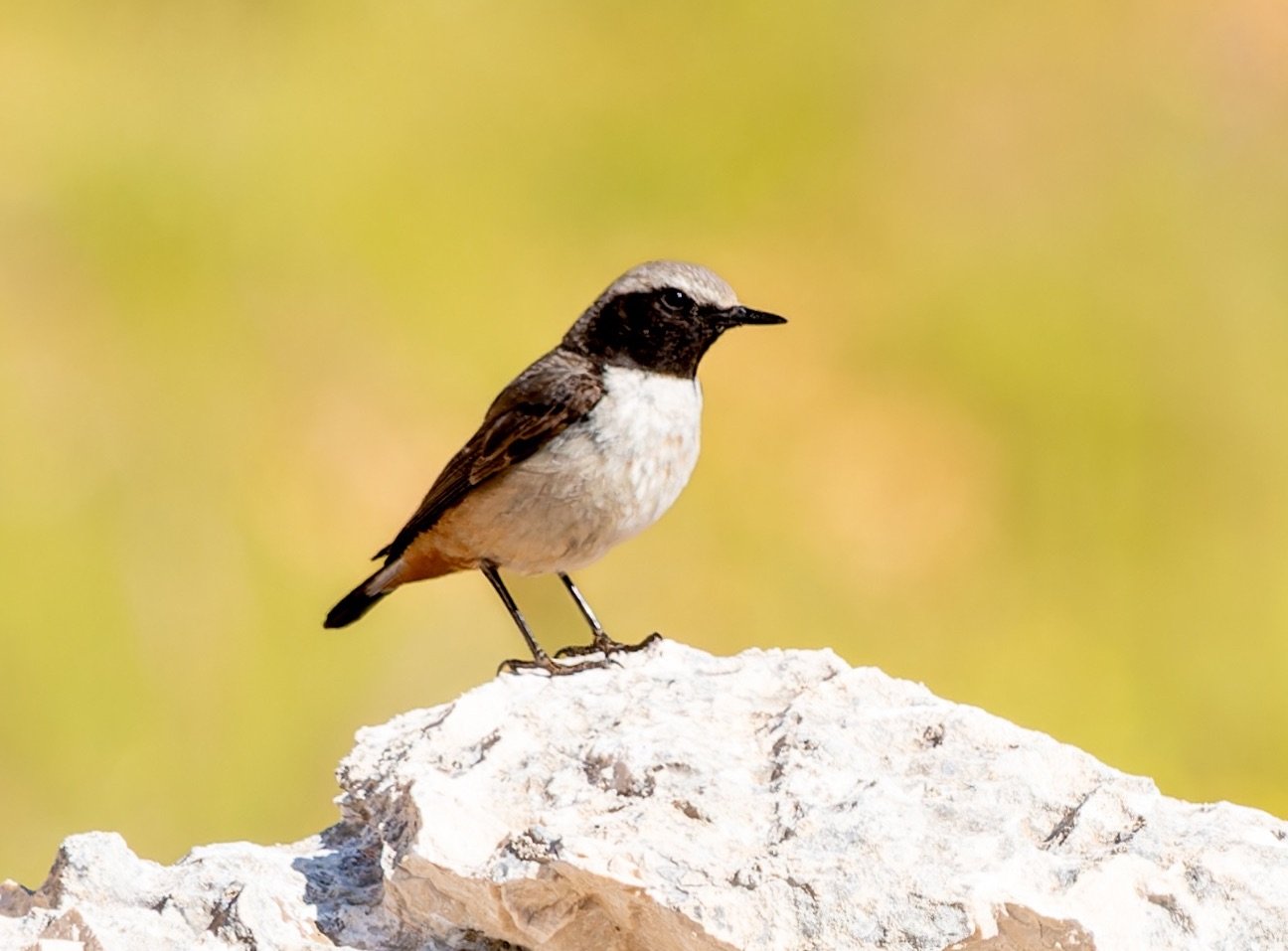 kurdish wheatear