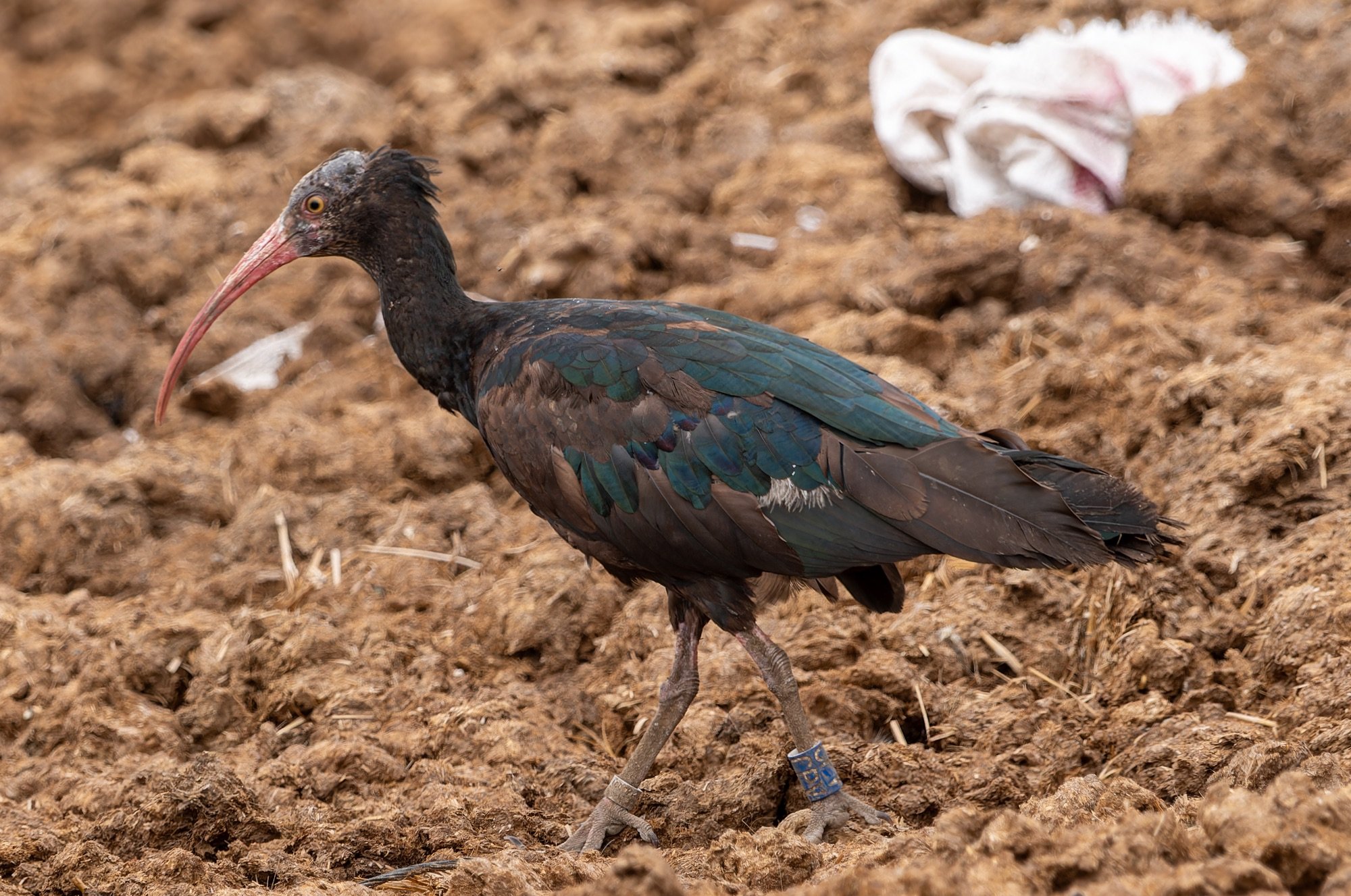 Northern Bald Ibis