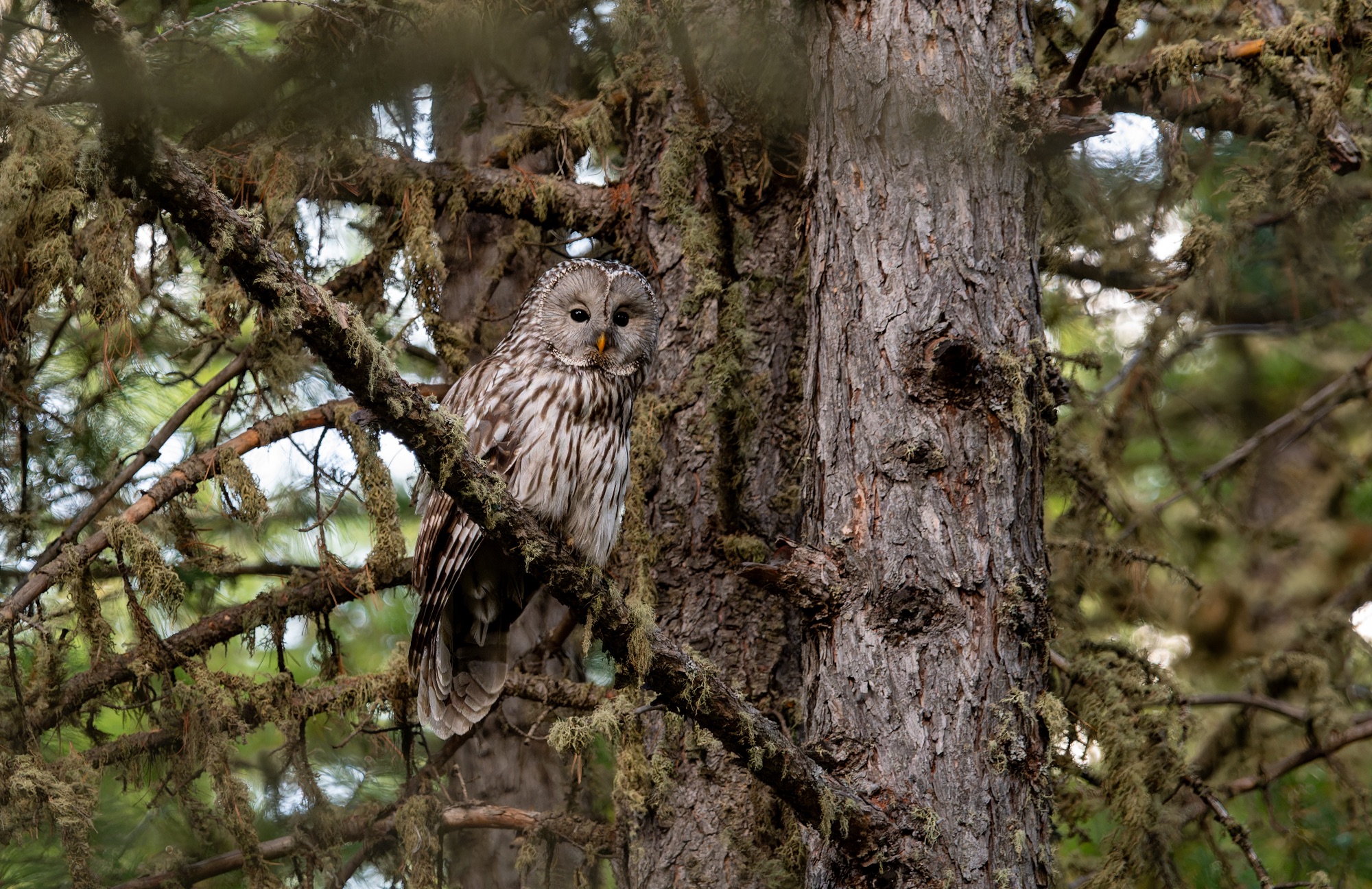 Ural Owl