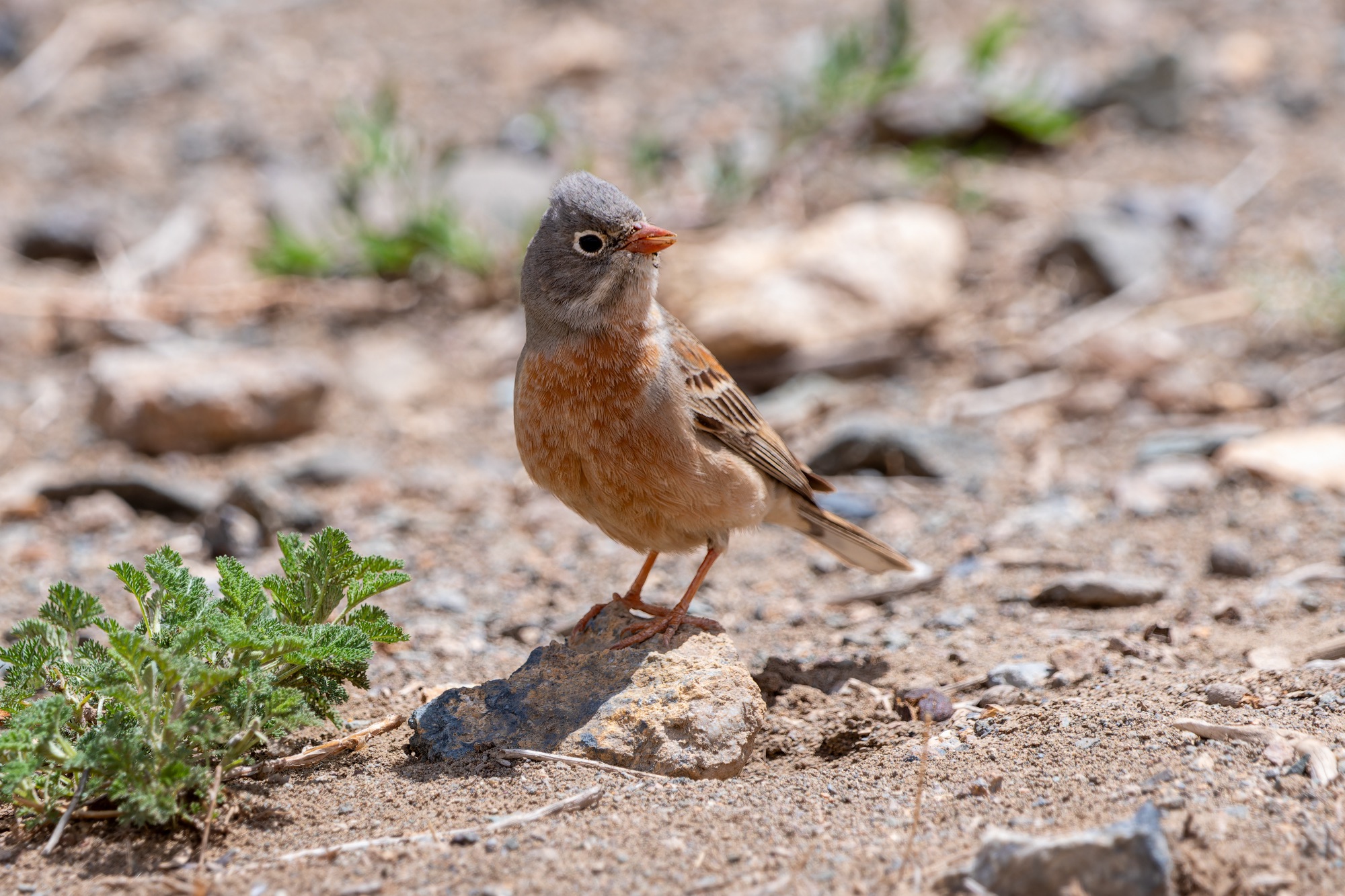 Grey-necked Bunting