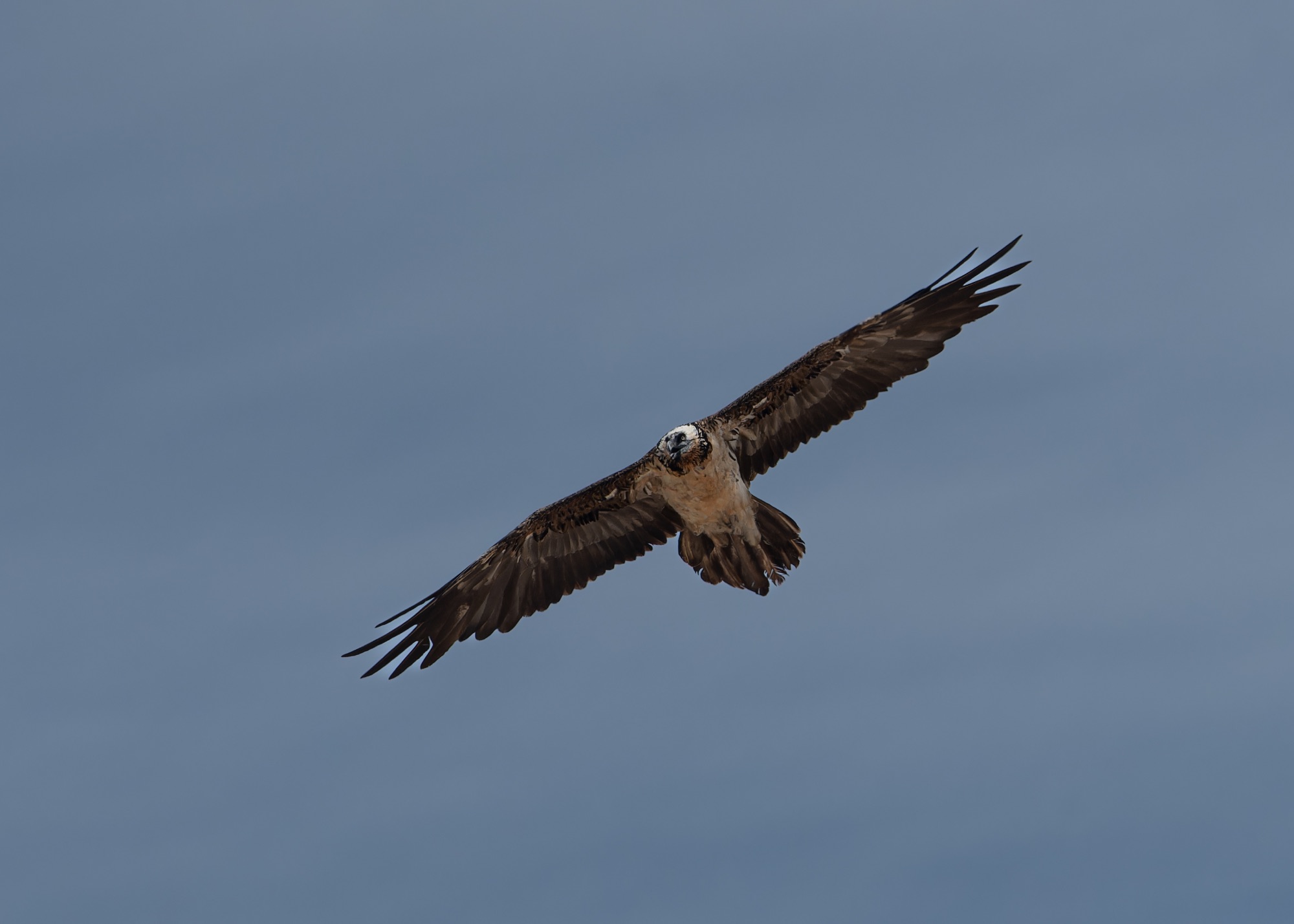 Bearded Vulture