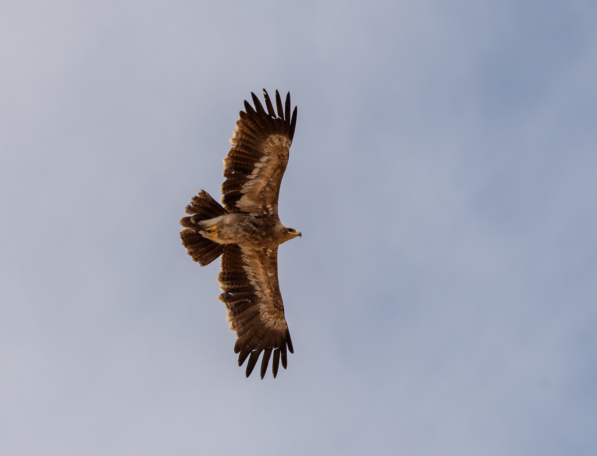 Steppe Eagle