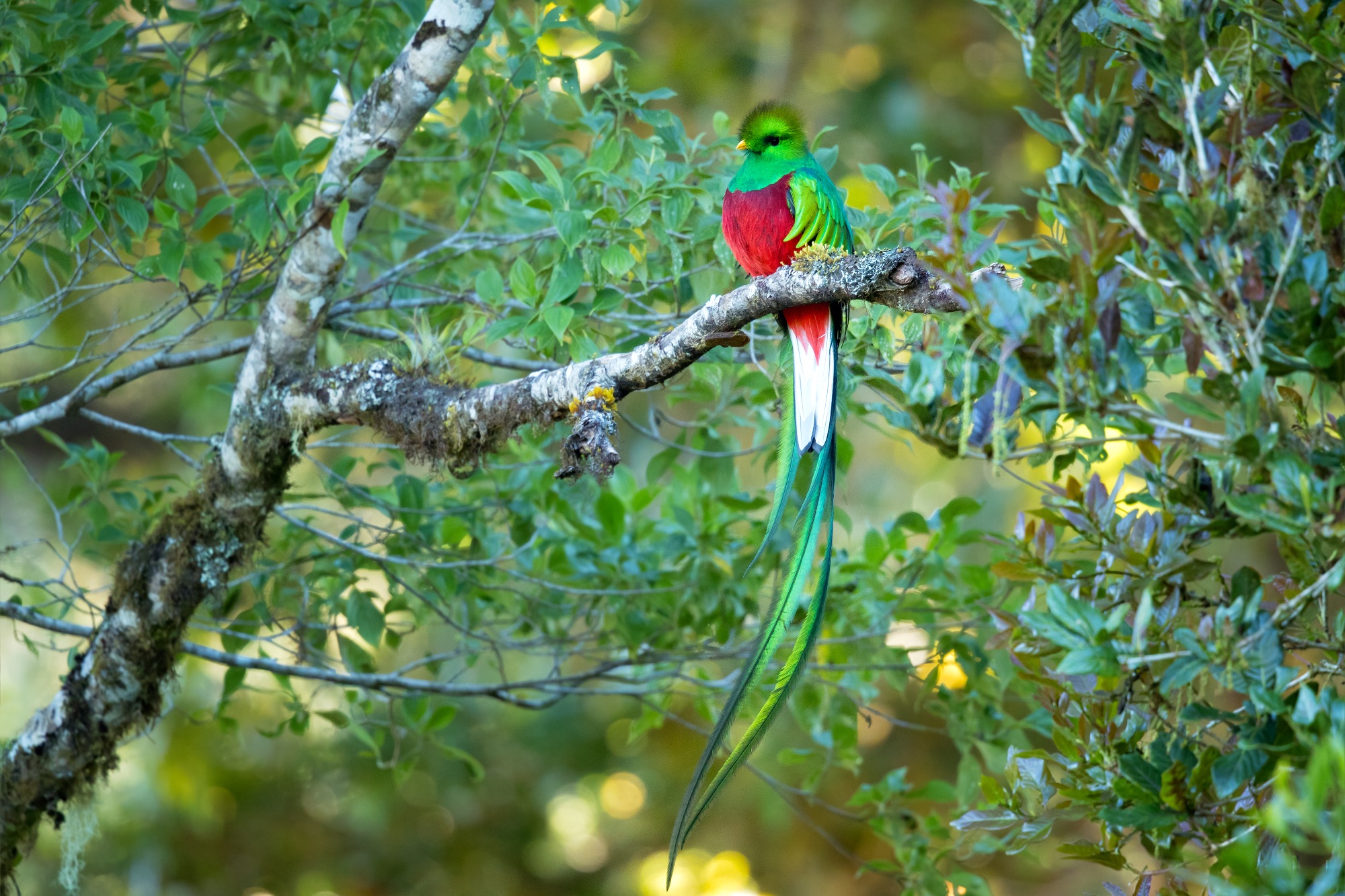 Resplendent Quetzal