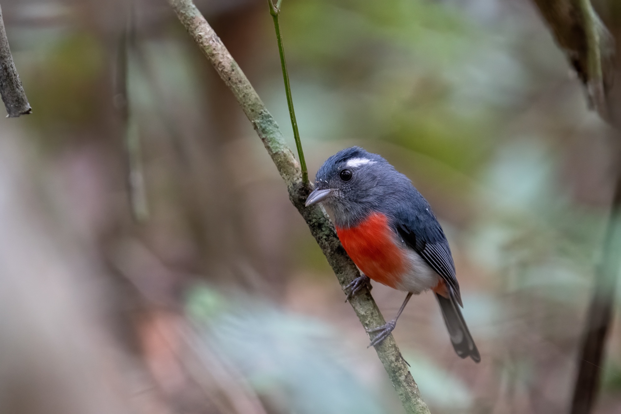 Grey-breasted Chat