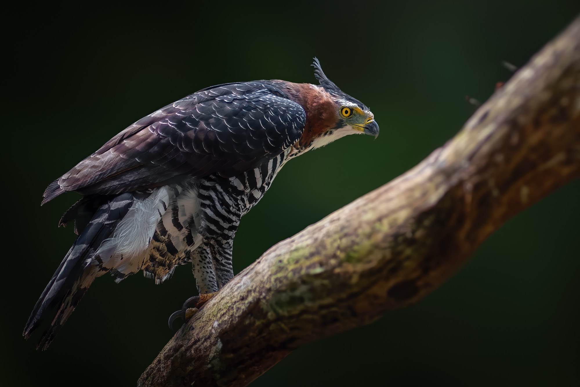 White-whiskered Puffbird