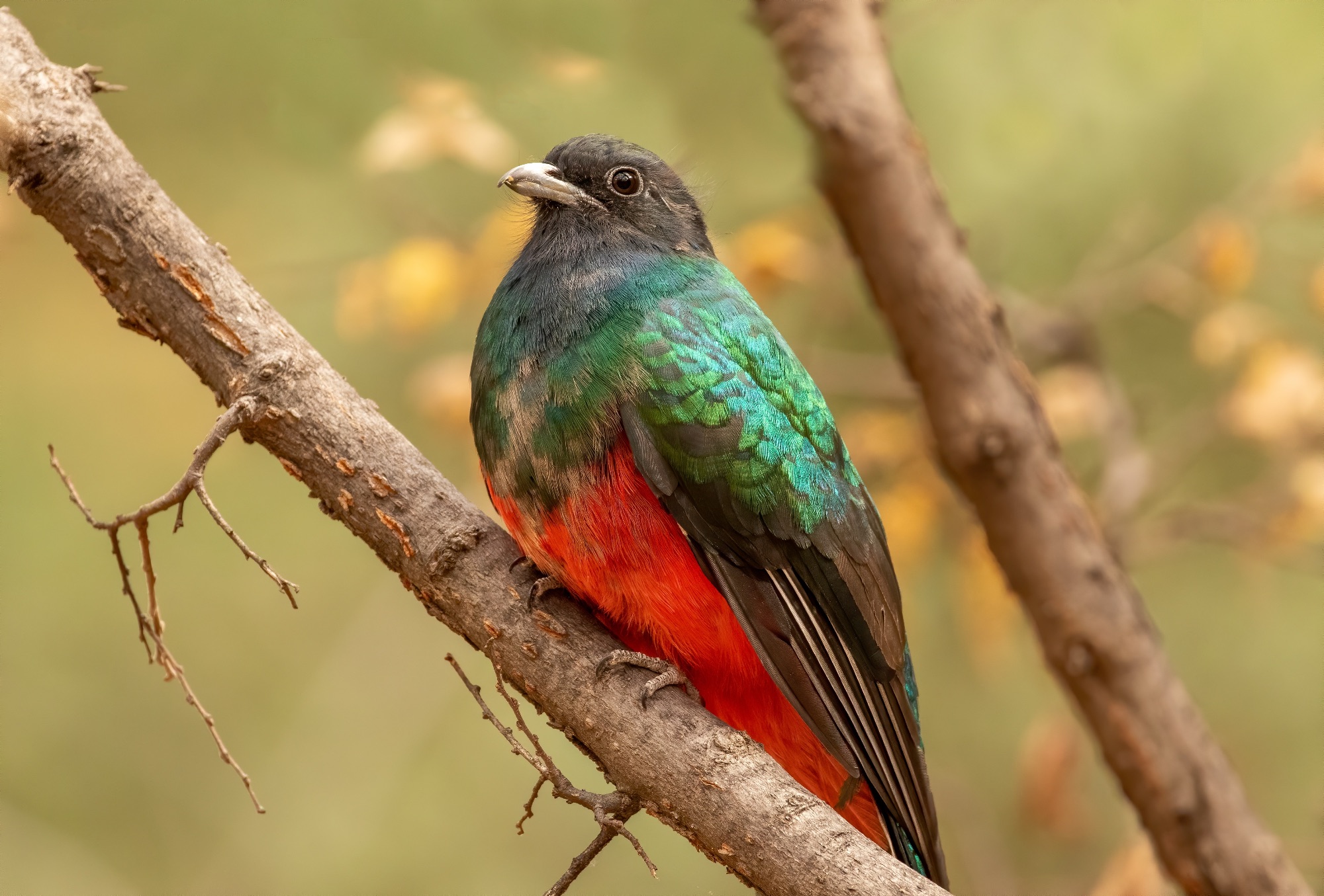 eared quetzal