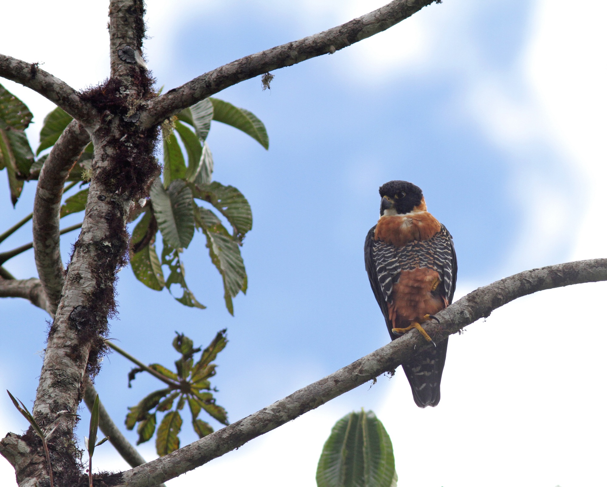 Orange-breasted Falcon
