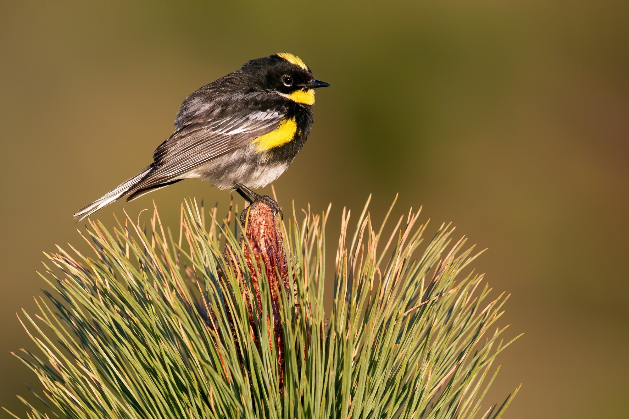 Goldmann's Warbler