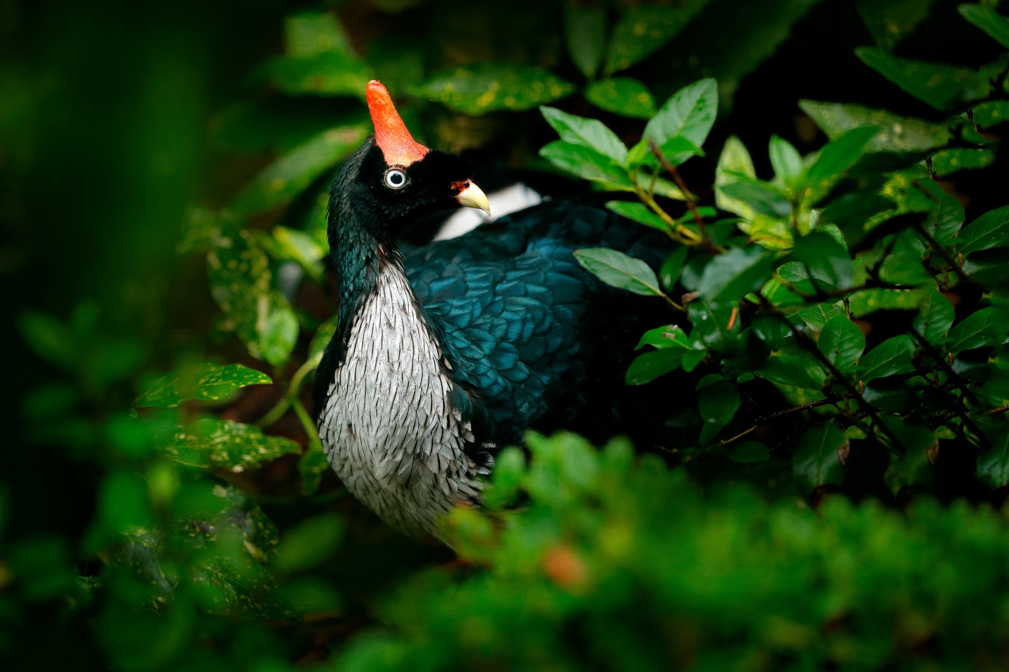 Horned Guan