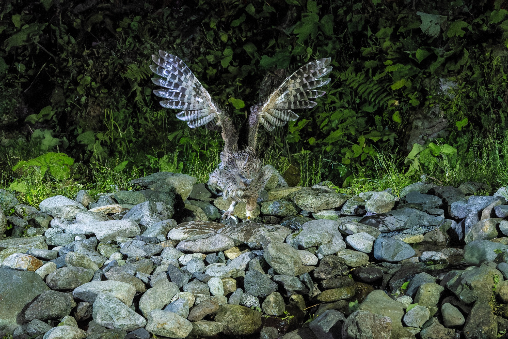 Blakiston's Fish Owl k7 - Hokkaido, July 2024