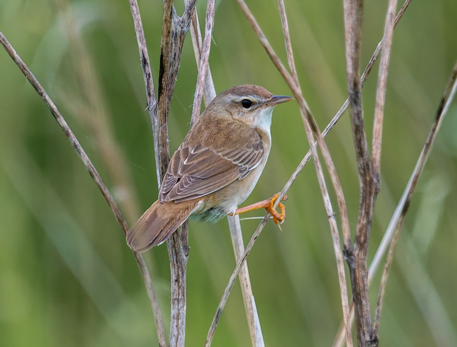 middendorff's Grasshopper Warbler