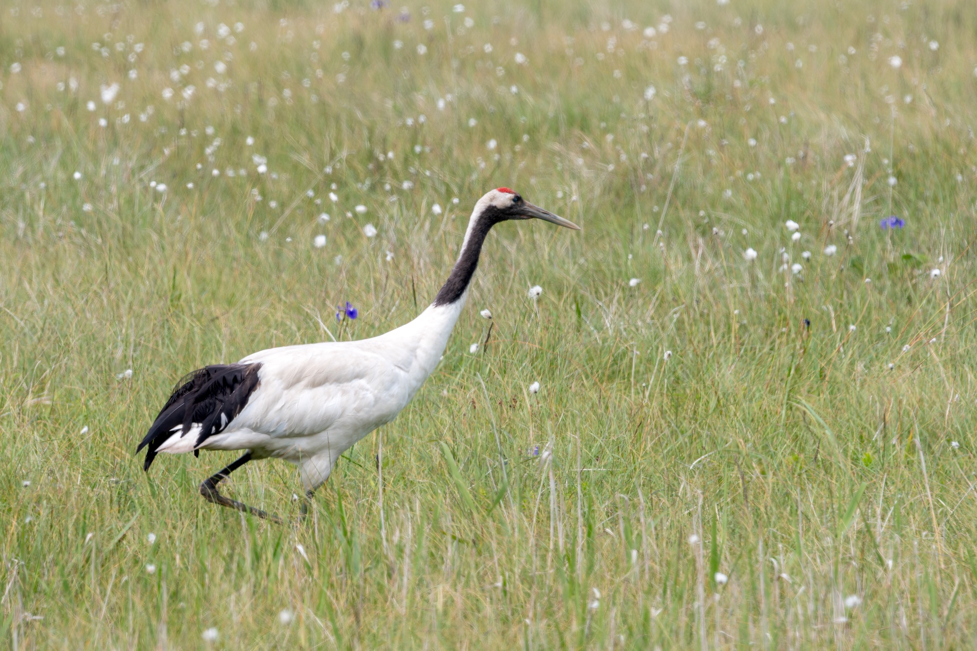 red-crowned crane