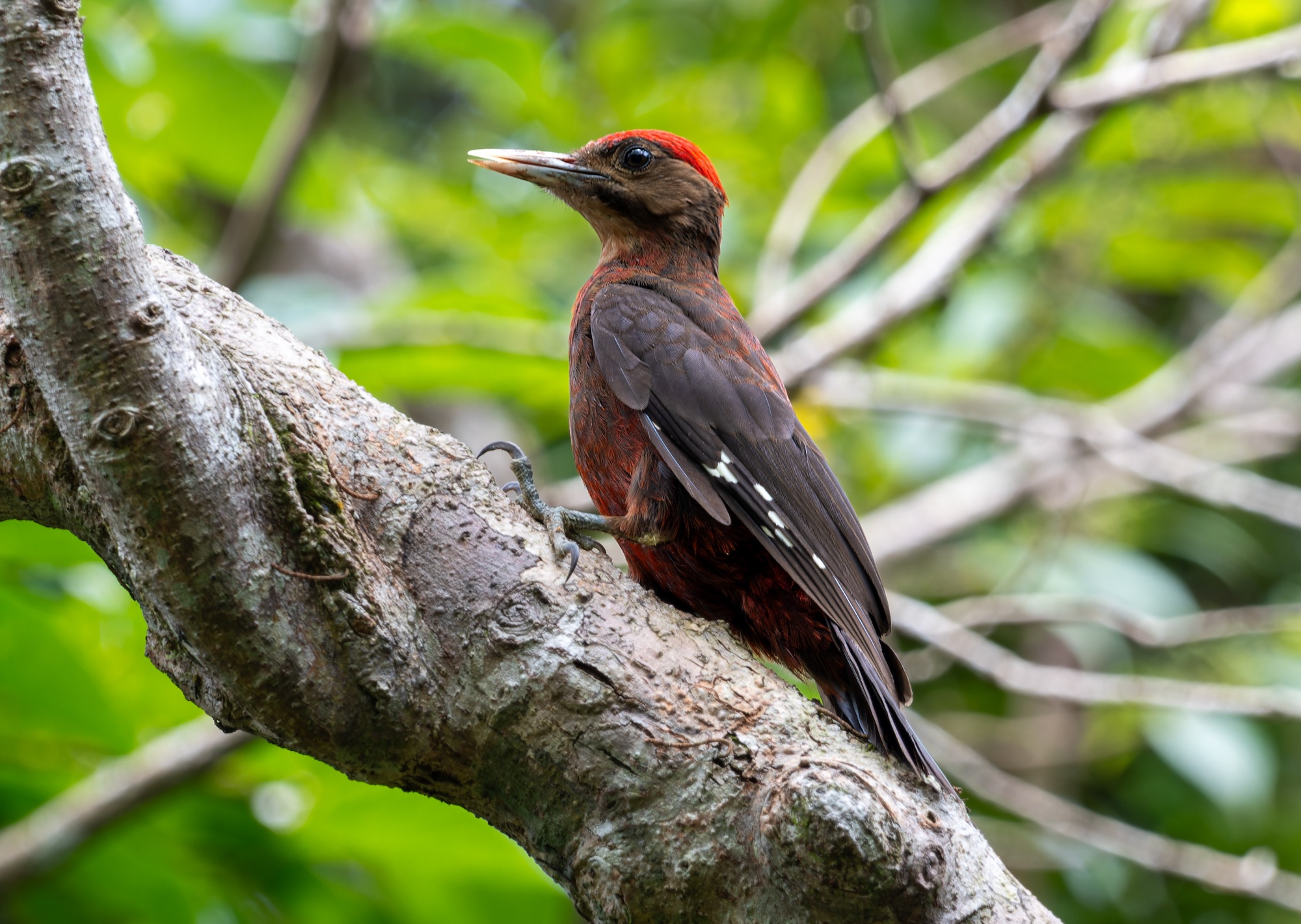 Okinawa Woodpecker