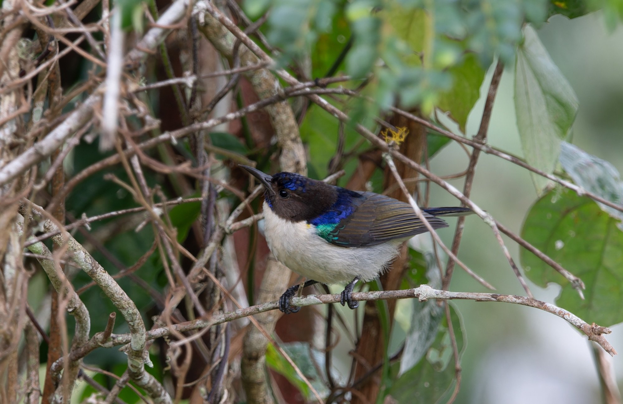 Uluguru Violet-backed Sunbird