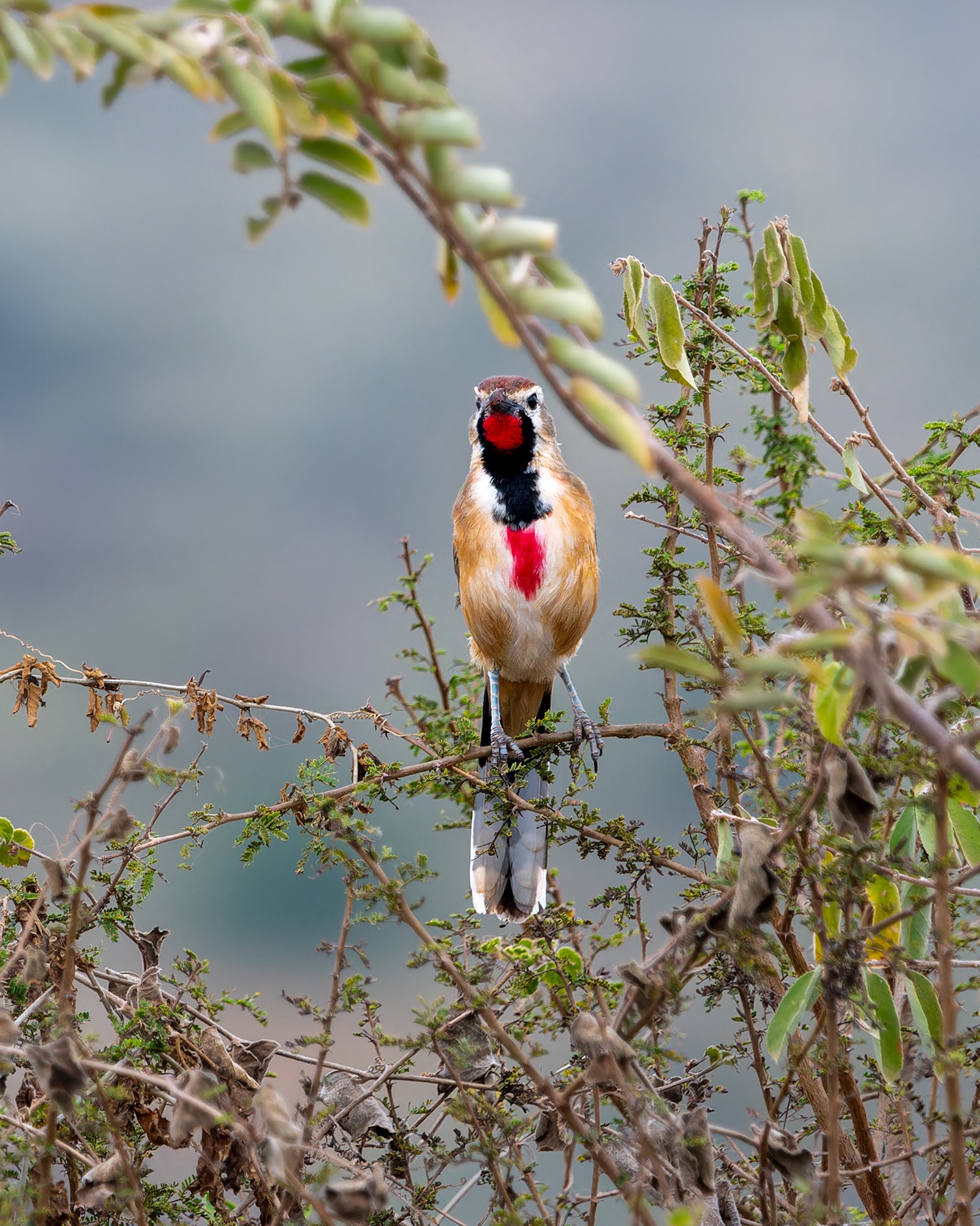 Rosy-patched Bushshrike