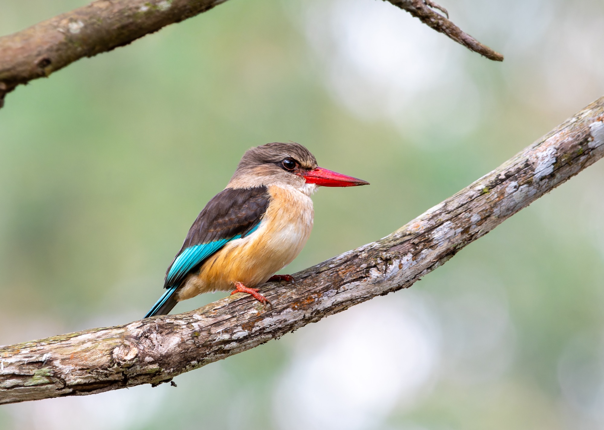 Brown-hooded Kingfisher