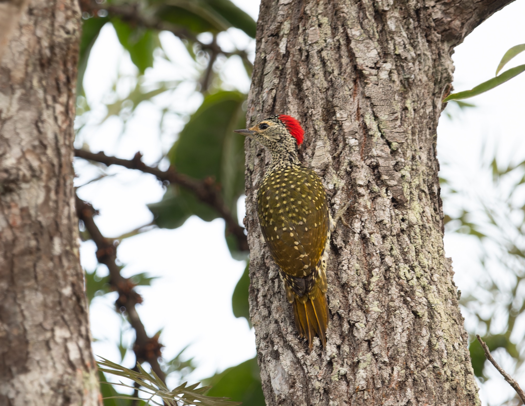 Green-backed Woodpecker