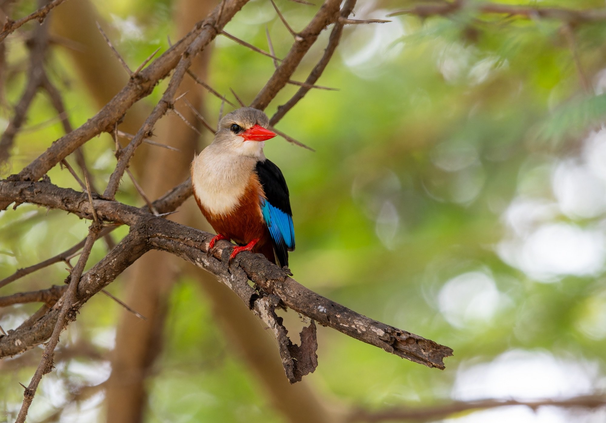 Grey-headed Kingfisher