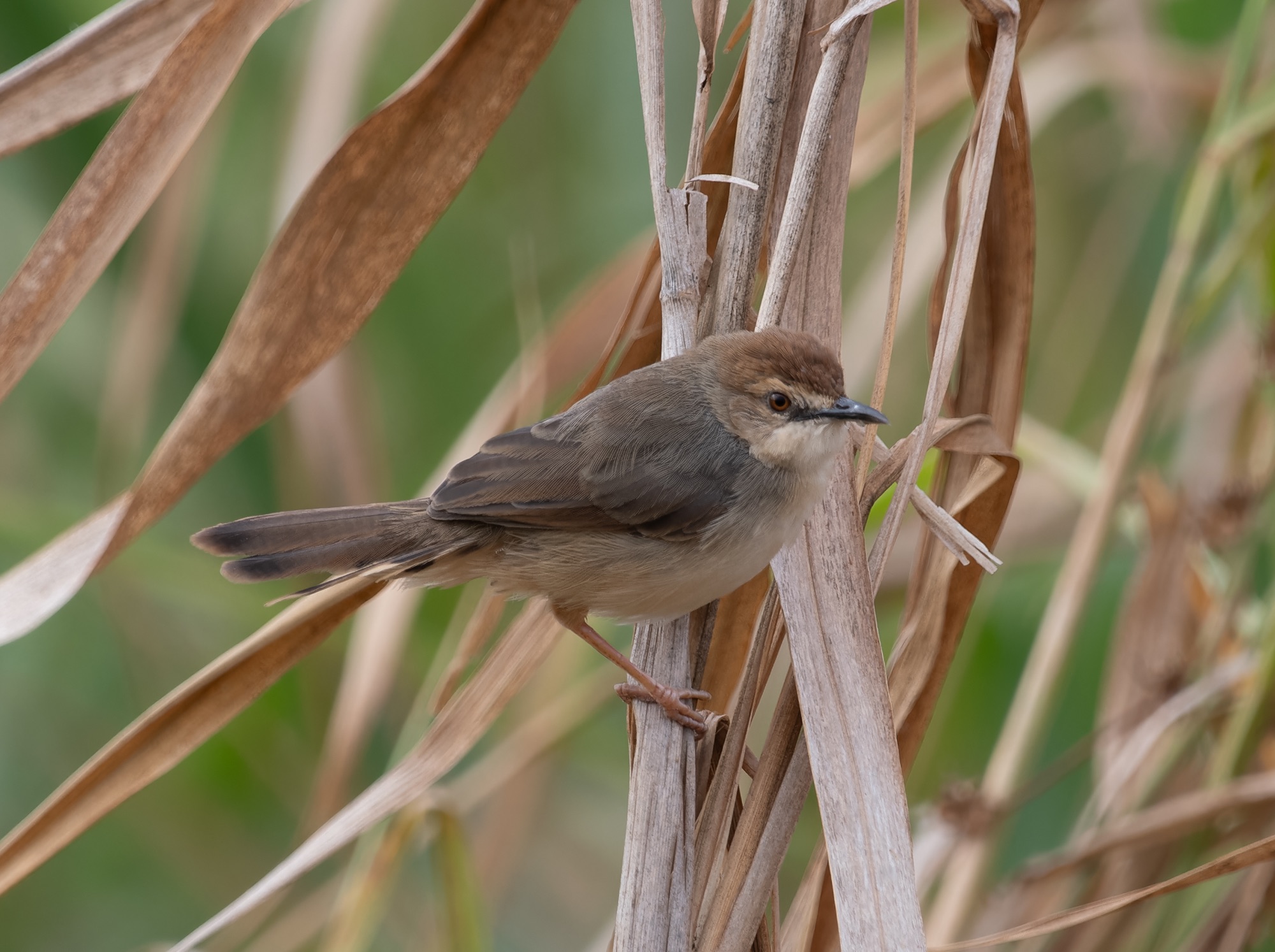 KILOMBERO CISTICOLA