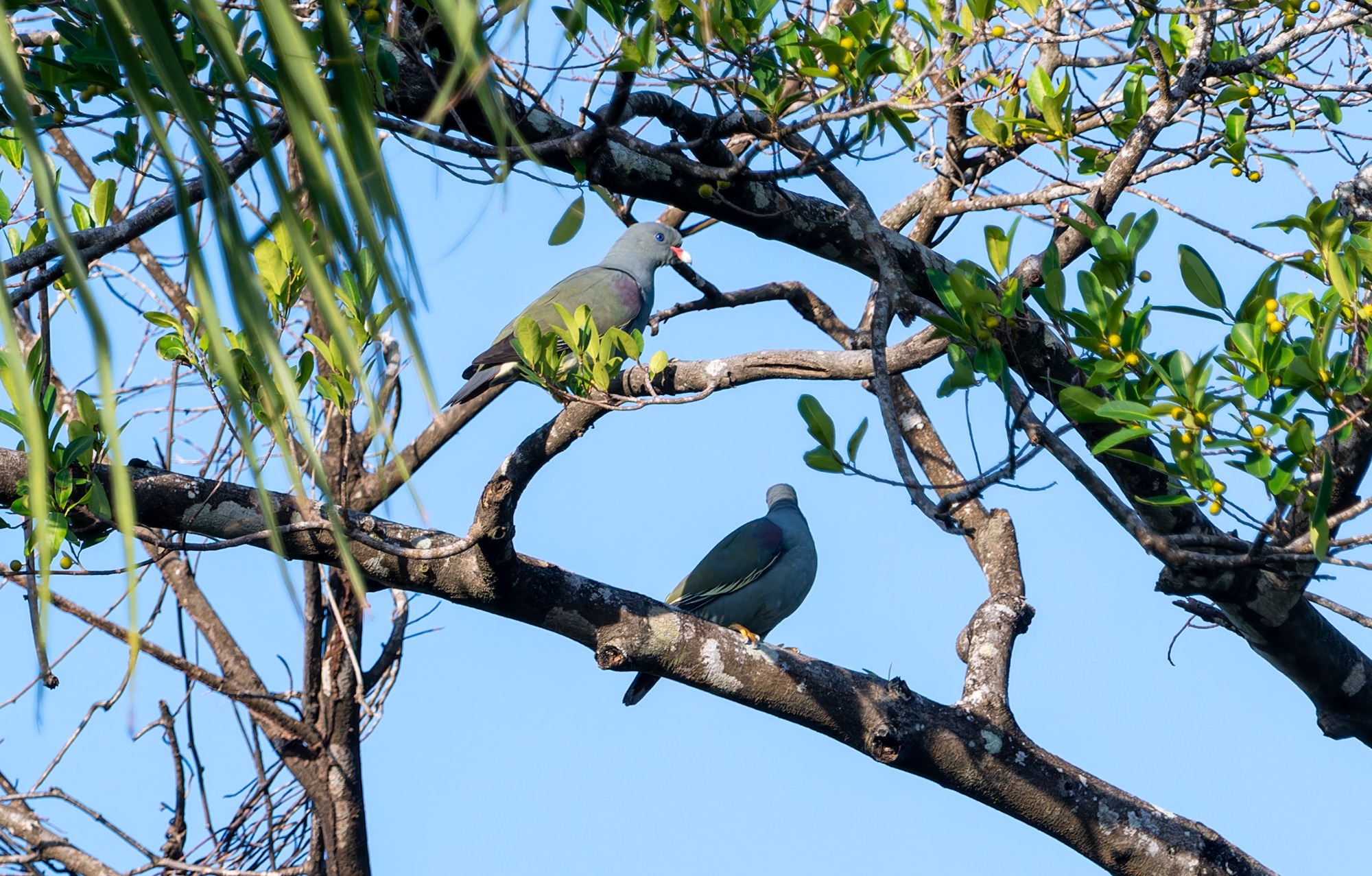     Pemba Green-Pigeon