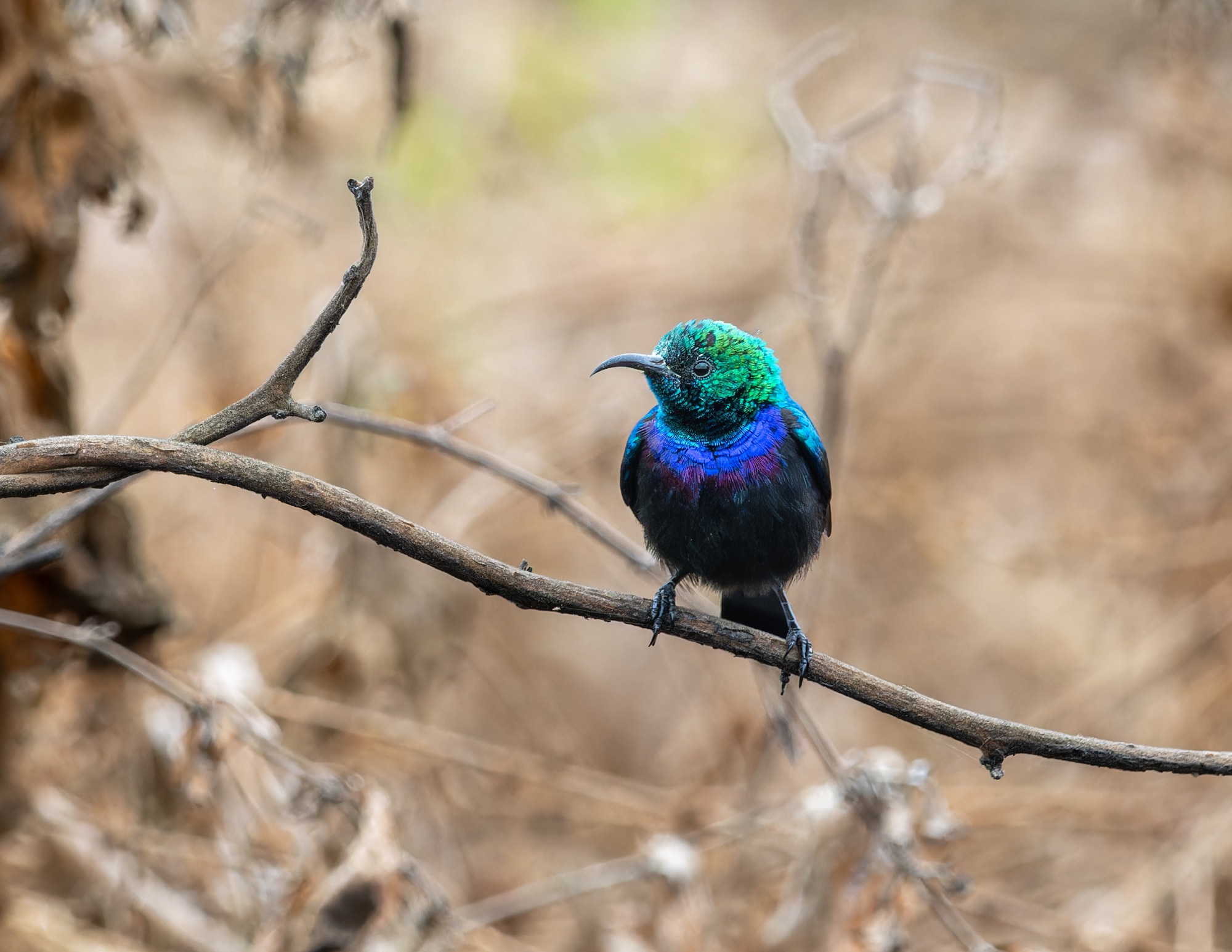 Tsavo Sunbird