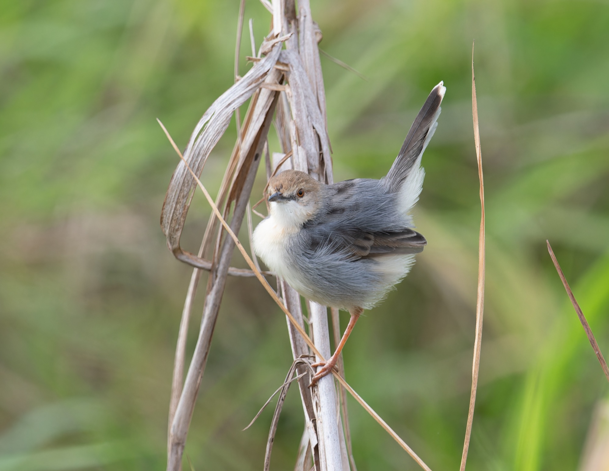 White-tailed Cisticola