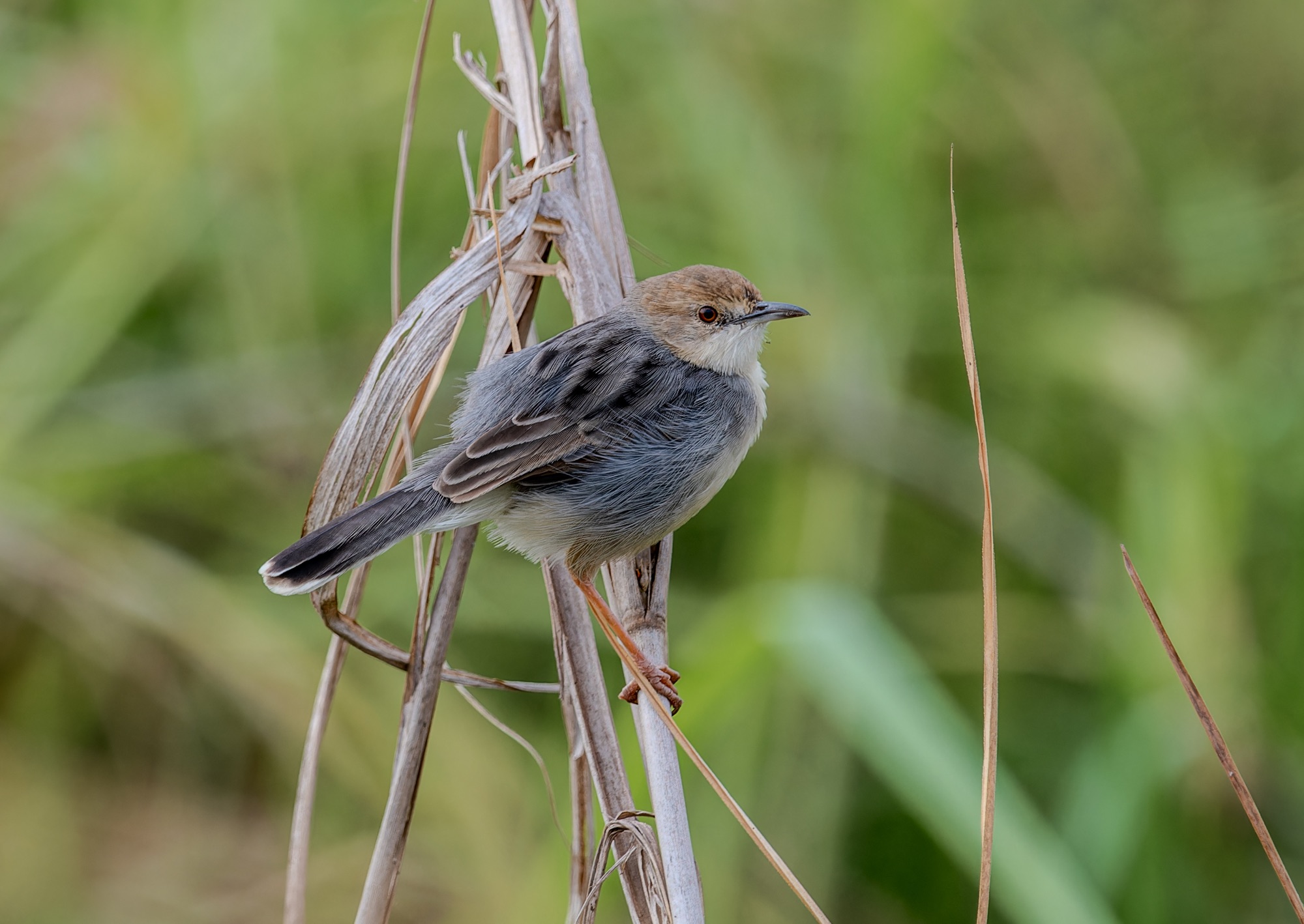 White-tailed Cisticola